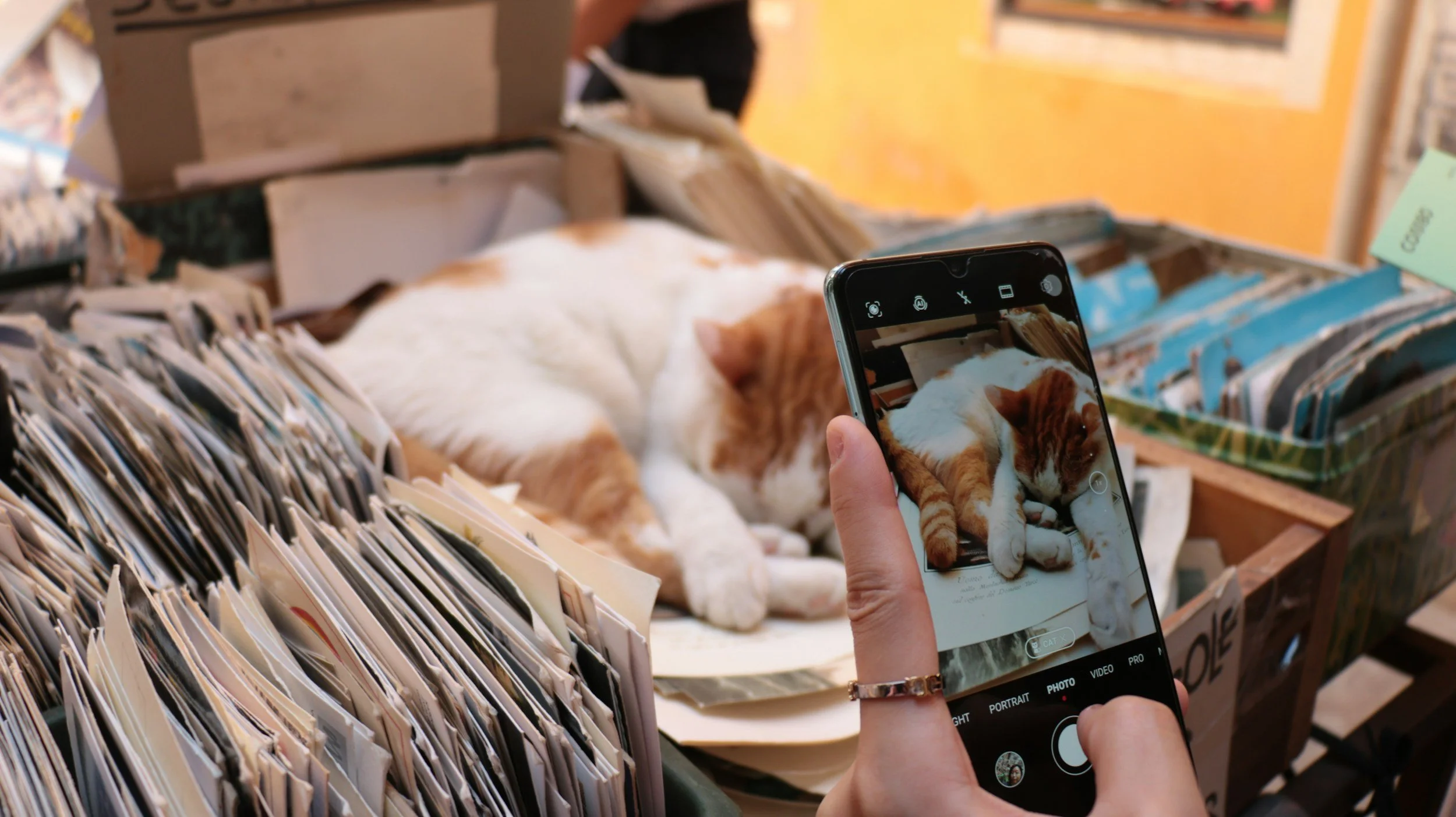 Cat being photographed during a Kashie’s Korner pet care visit.