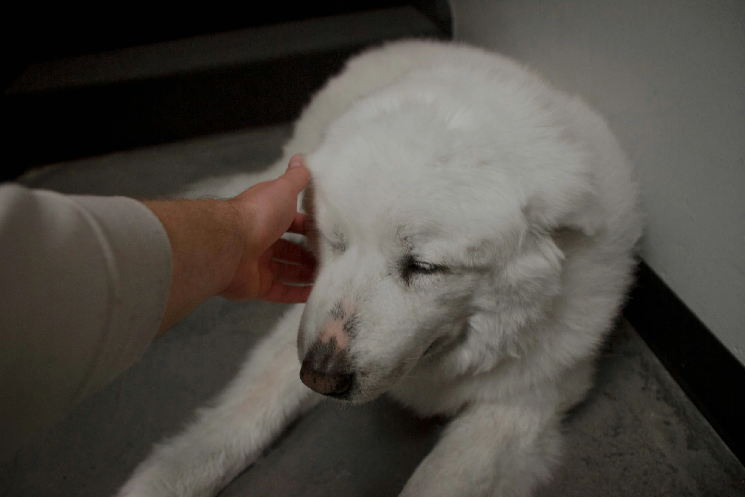White Siberian Husky receiving gentle attention during personalized pet care.
