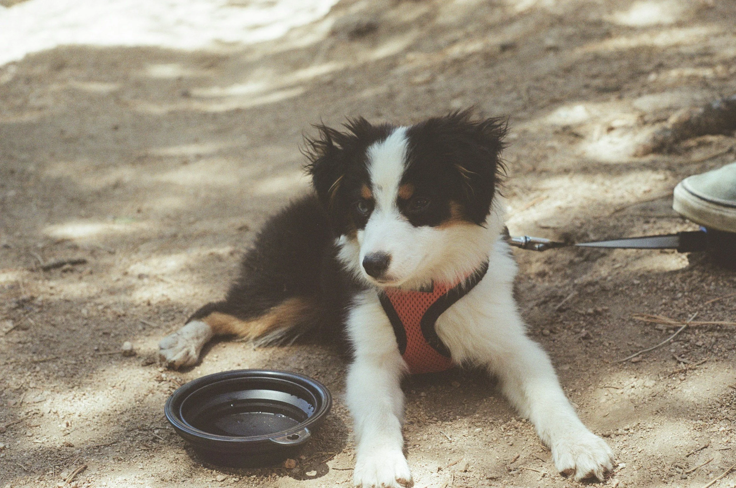 A black and white puppy wearing a pink harness during an outdoor pet care outing.