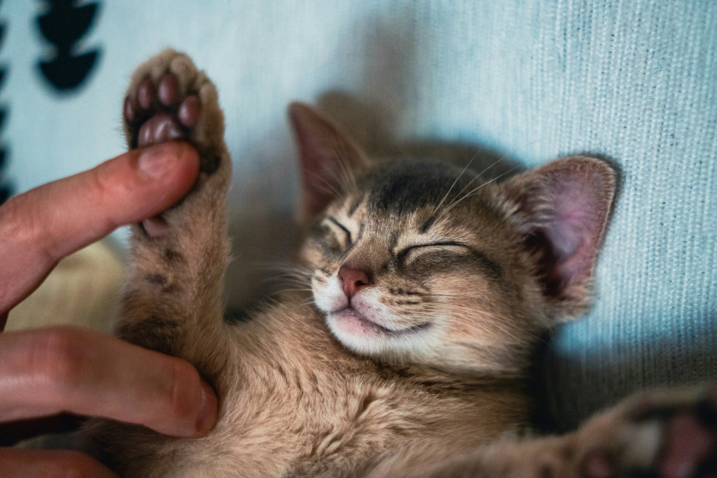 Kitten relaxing while receiving gentle attention during an in-home cat care visit.