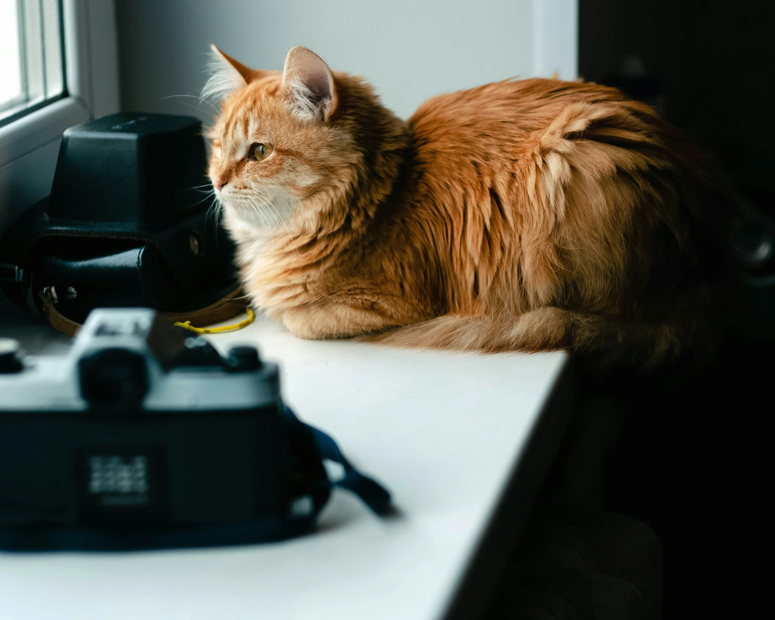 Orange tabby cat looking out a window during an in-home cat care visit.