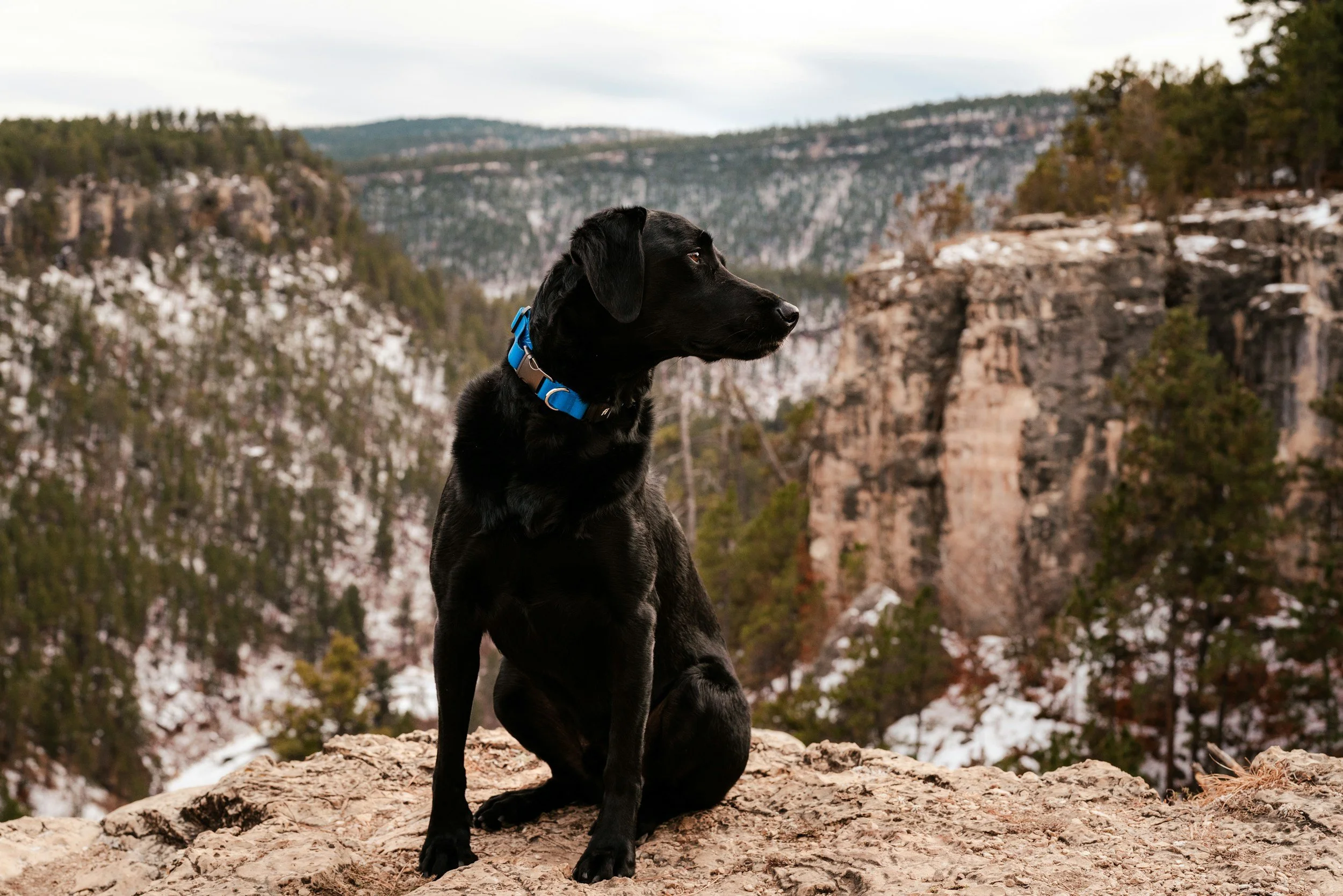 Black dog wearing a blue collar representing a mountain adventure with Kashie’s Korner Pet Care.