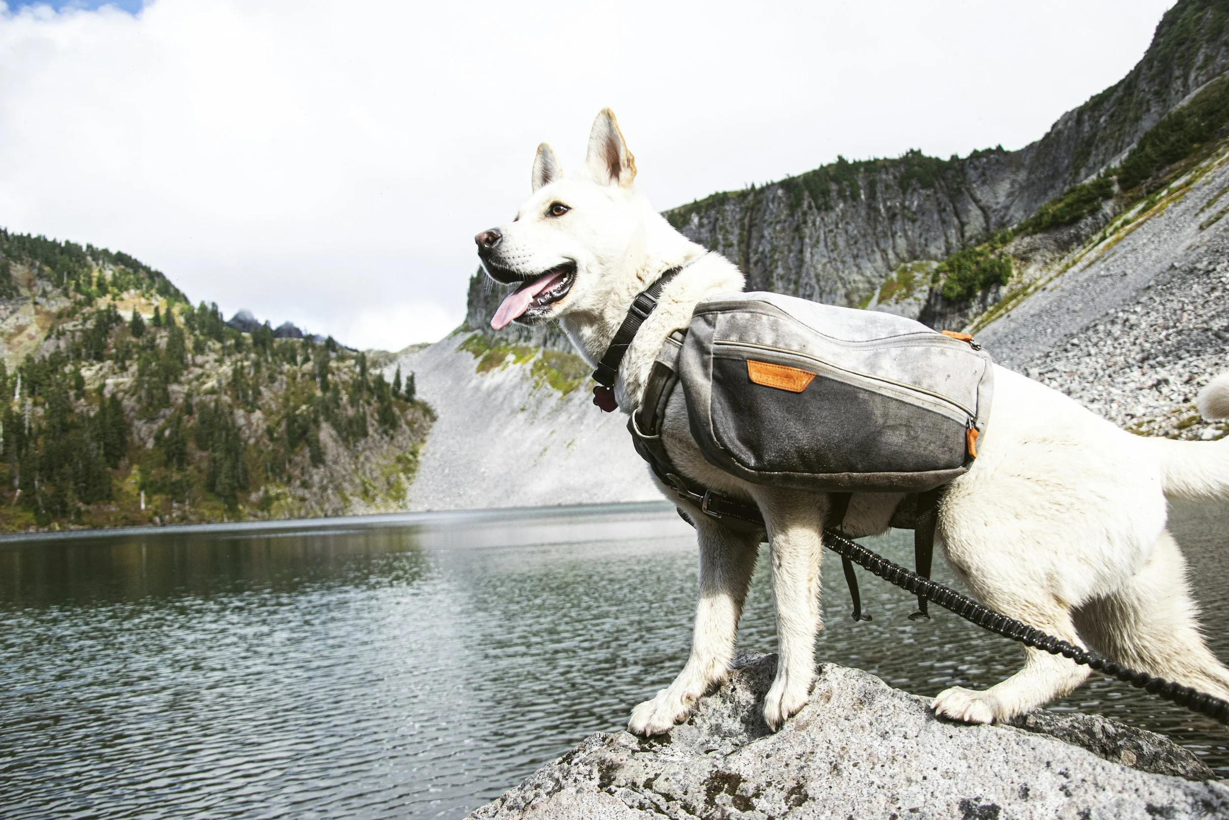 White dog exploring near a mountain lake during an outdoor adventure outing.