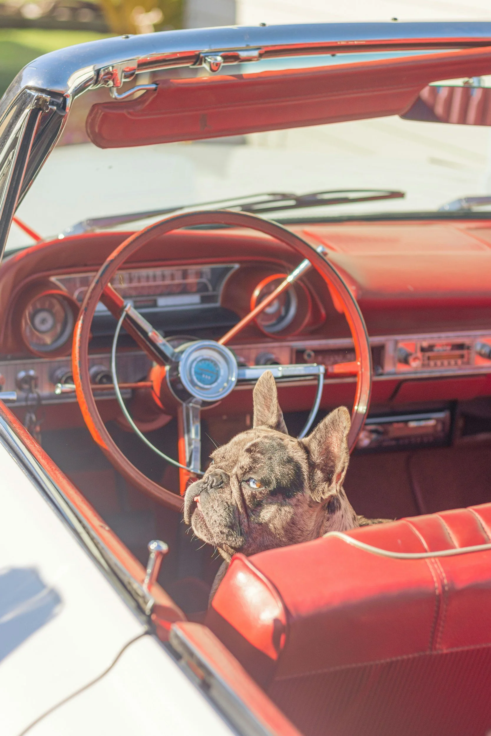 A spotted dog sitting in the front seat of a vintage red and white convertible car, with the dashboard and steering wheel visible. The dog looks out the window and the scene is brightly lit, suggesting daytime.