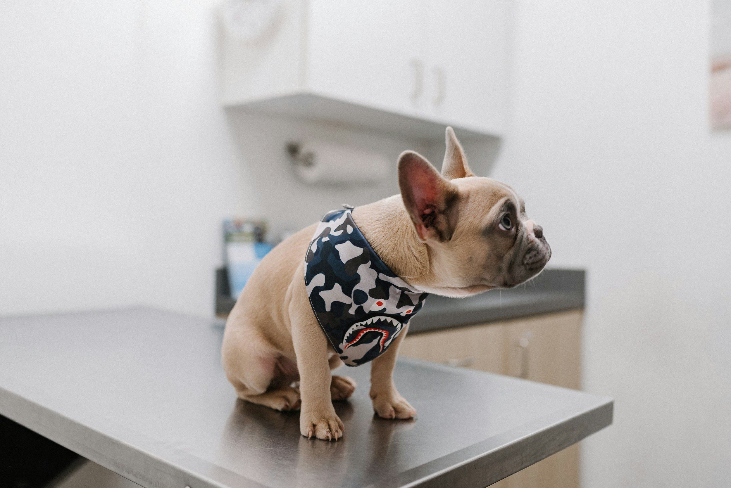 French bulldog at a veterinary appointment with pet transportation support from Kashie’s Korner.