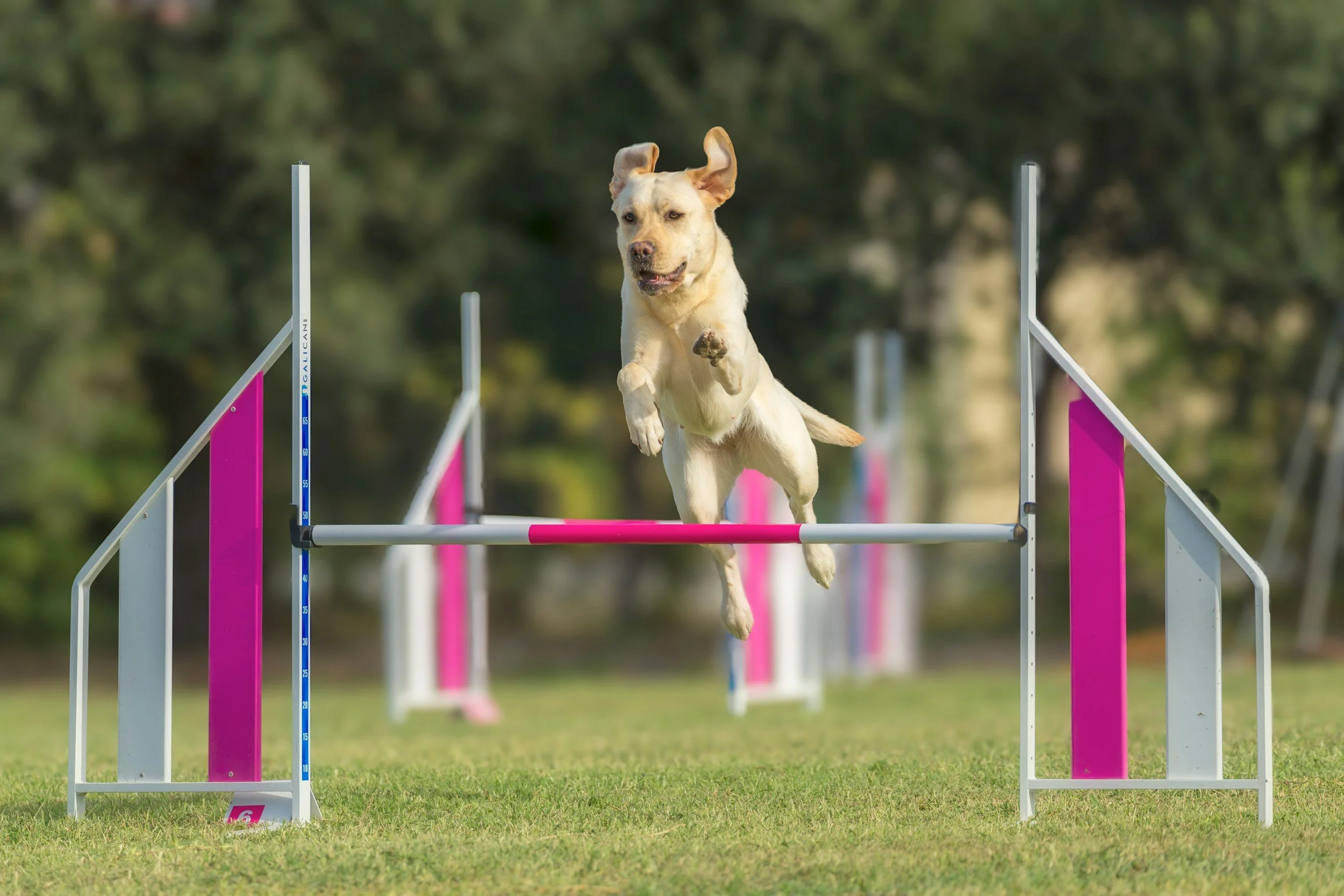 Dog participating in an agility activity with pet transportation available through Kashie’s Korner.