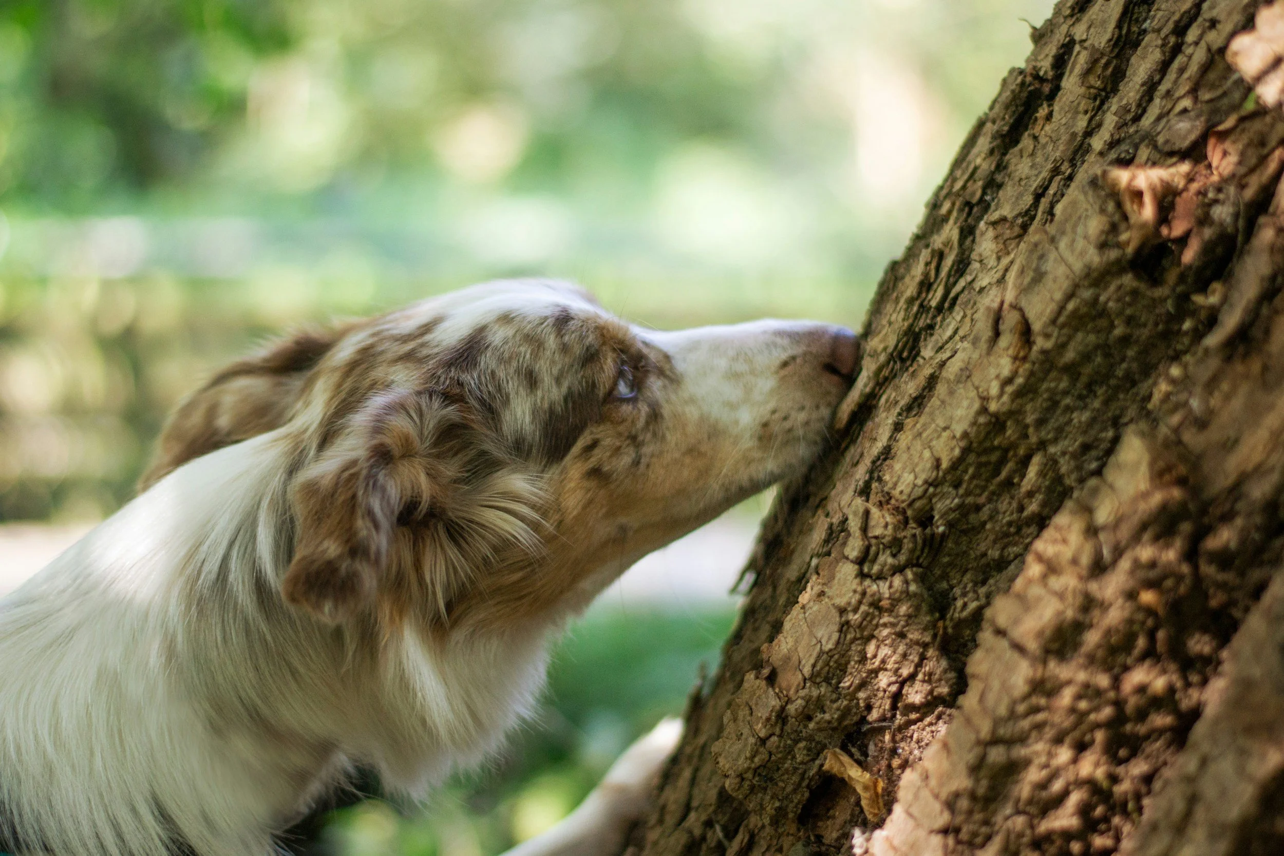 Dog exploring and sniffing a tree during an enrichment outing with Kashie’s Korner Pet Care.