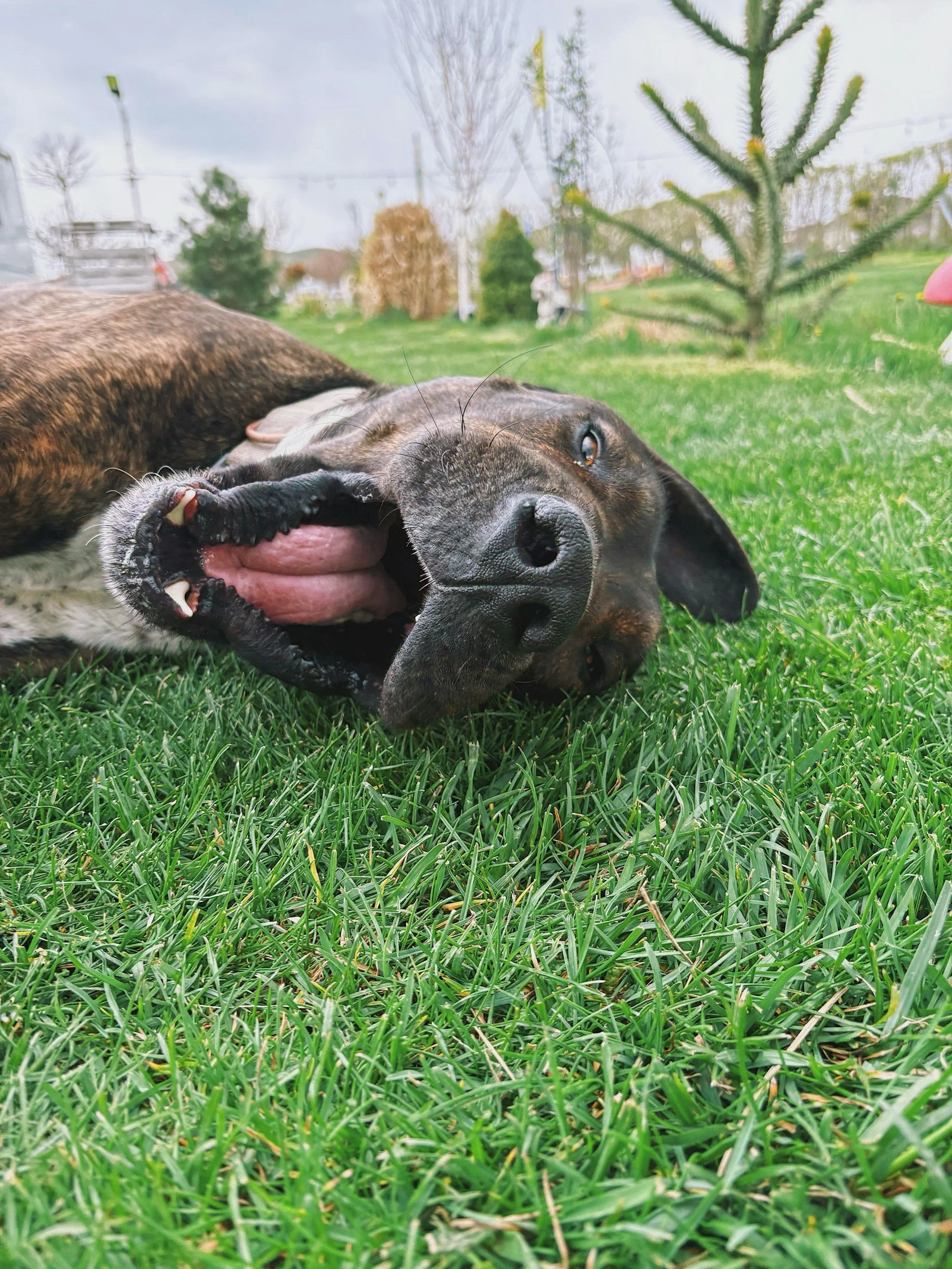 Dog relaxing in the grass during an outdoor pet care outing.