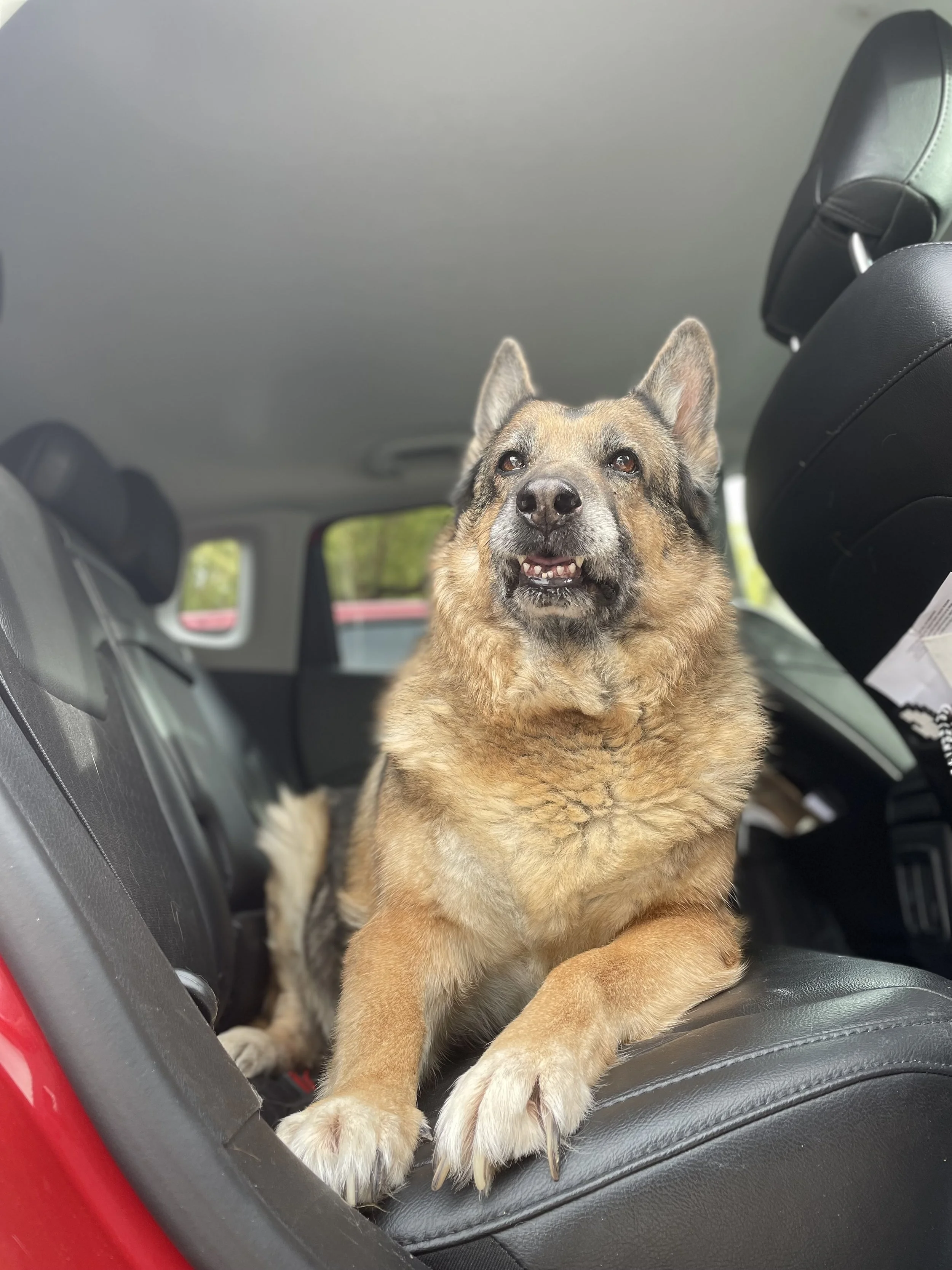 Wilson riding in the back seat during pet transportation with Kashie’s Korner Pet Taxi.