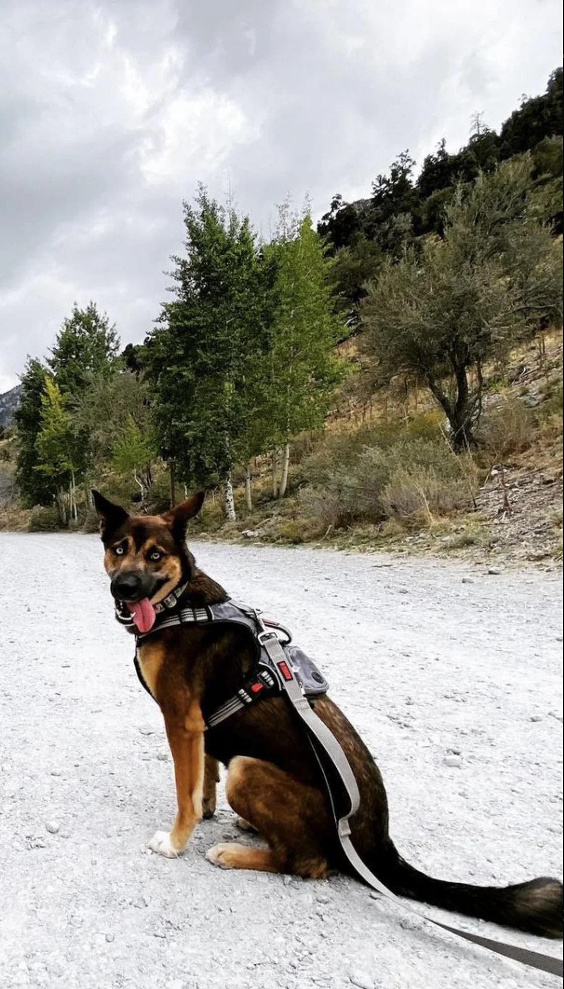 Kashie exploring outdoors during a dog adventure with Kashie's Korner.
