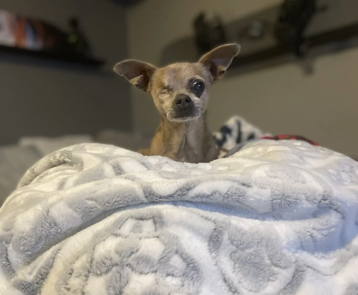 Chisai relaxing comfortably at home during a Kashie’s Korner pet care visit.