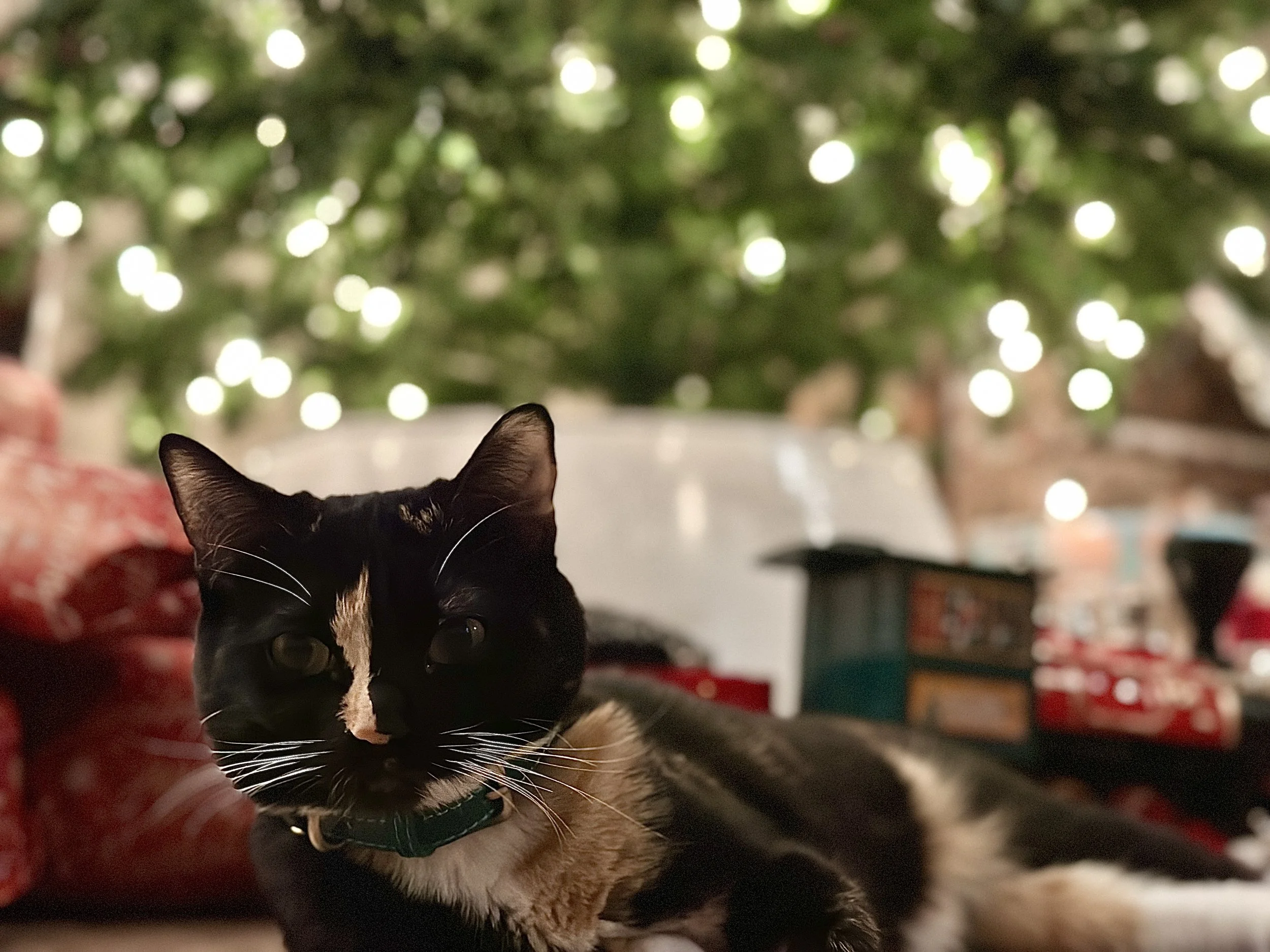 Klover relaxing near a Christmas tree during an in-home cat care visit.