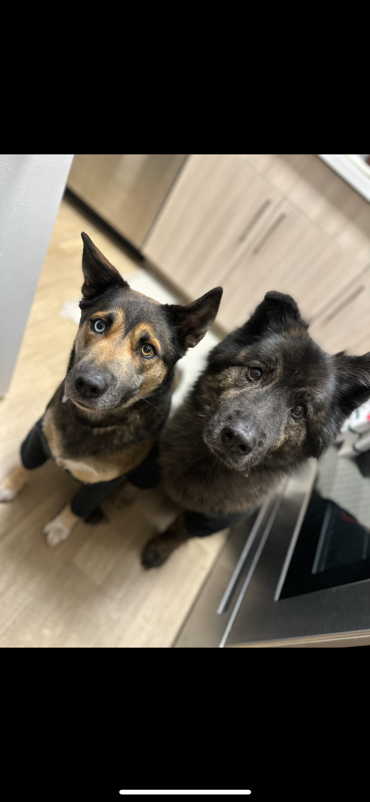Kashie and Koda at home, part of the pack behind Kashie's Korner Dog Walking & Pet Care.