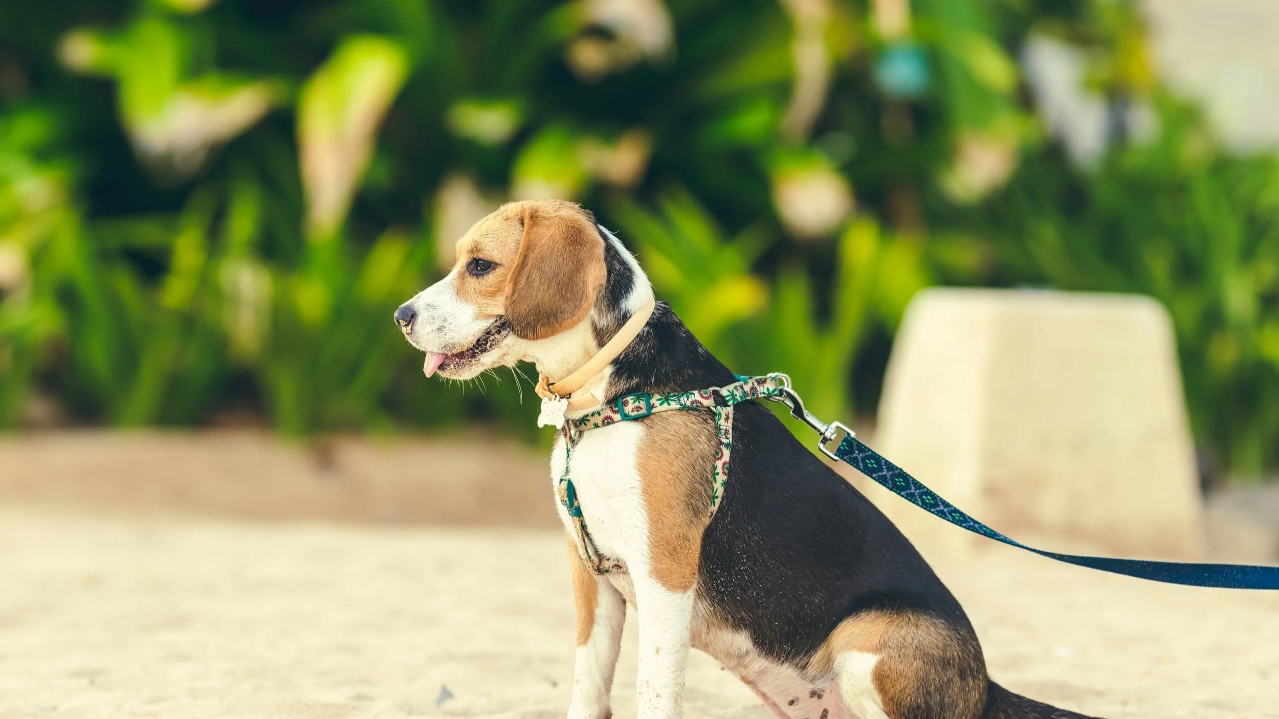 Beagle wearing a harness representing an outdoor walk with Kashie’s Korner Pet Care.