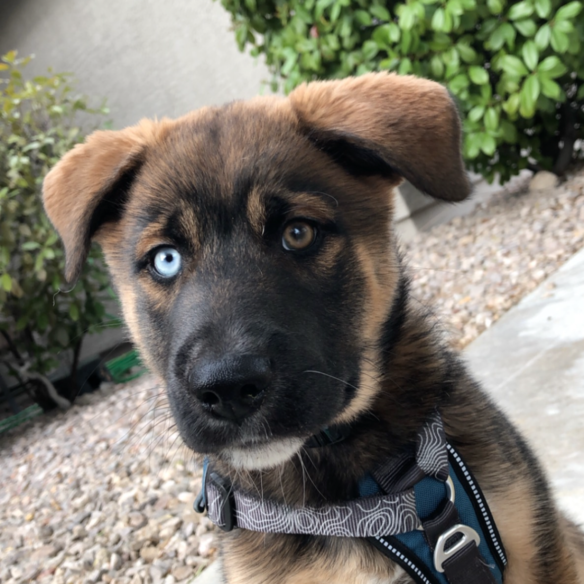 Young Kashie wearing a harness outdoors.