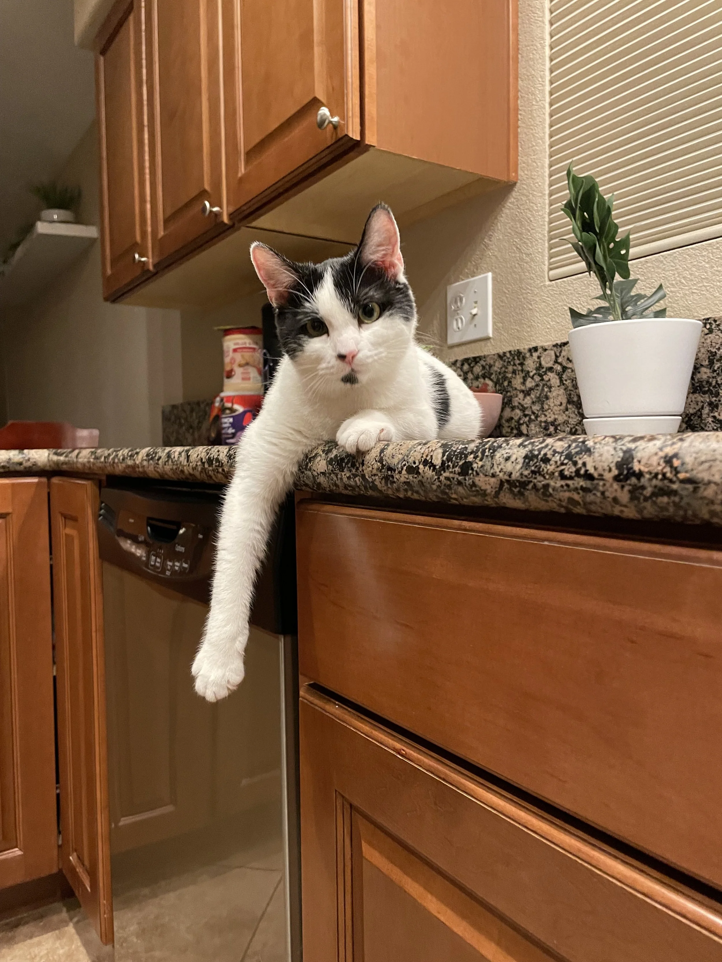 Ophelia sitting on a kitchen counter during an in-home cat care visit with Kashie’s Korner.