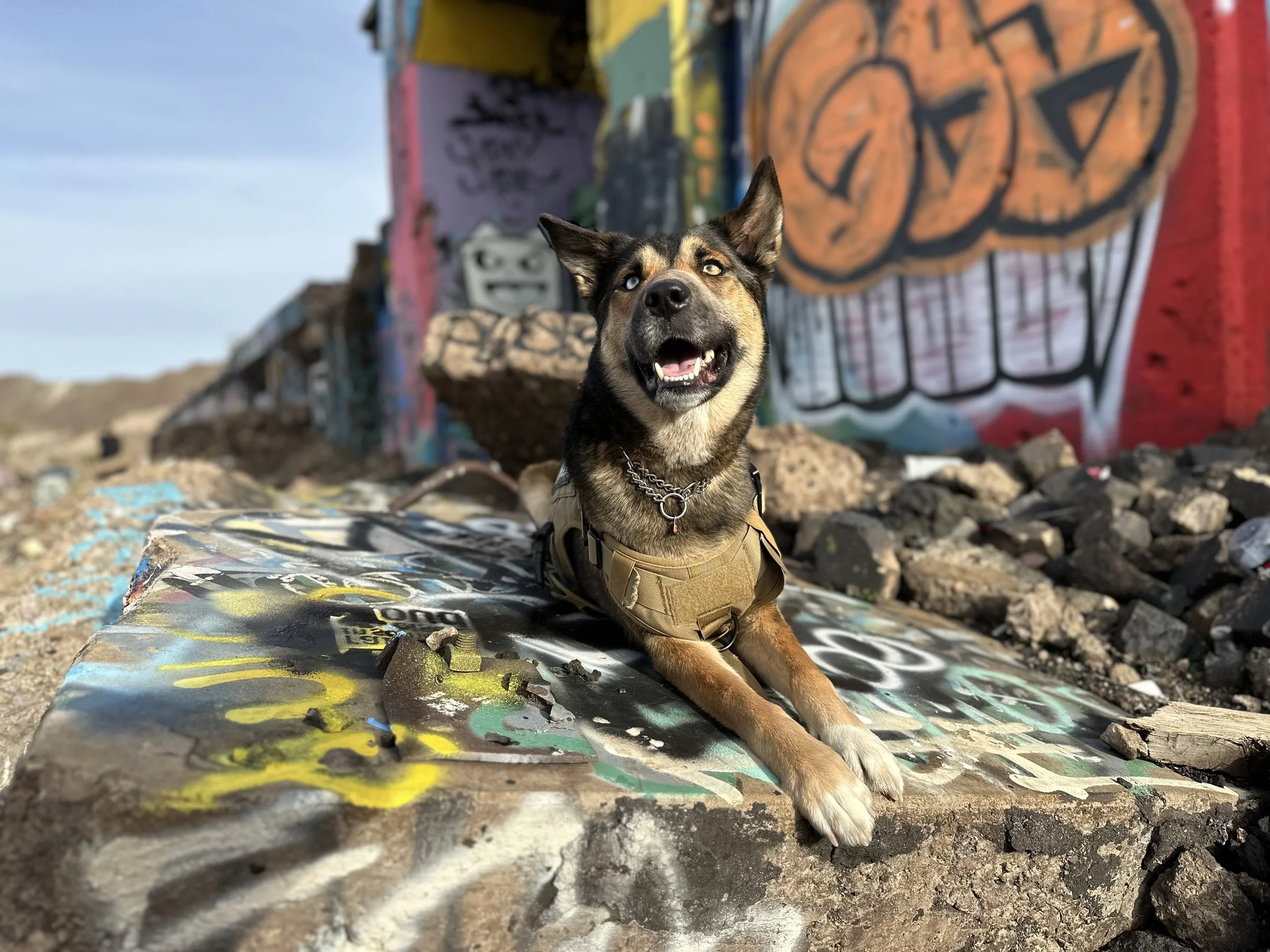 Kashie hanging out during an outdoor adventure with Kashie’s Korner Pet Care