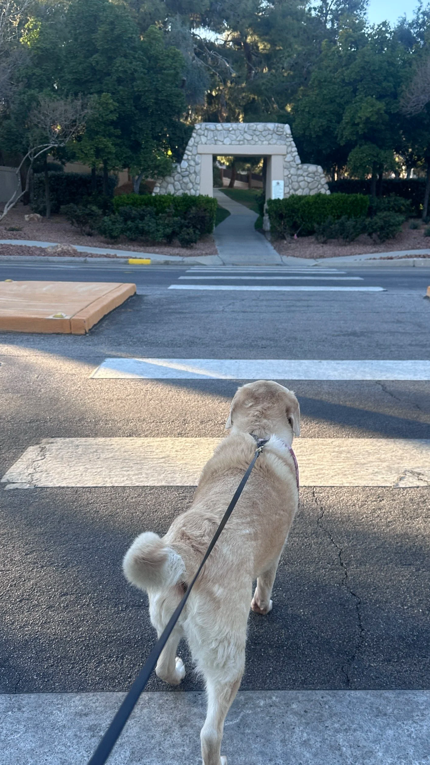 Dog enjoying a neighborhood walk with Kashie's Korner dog walking services in Las Vegas.
