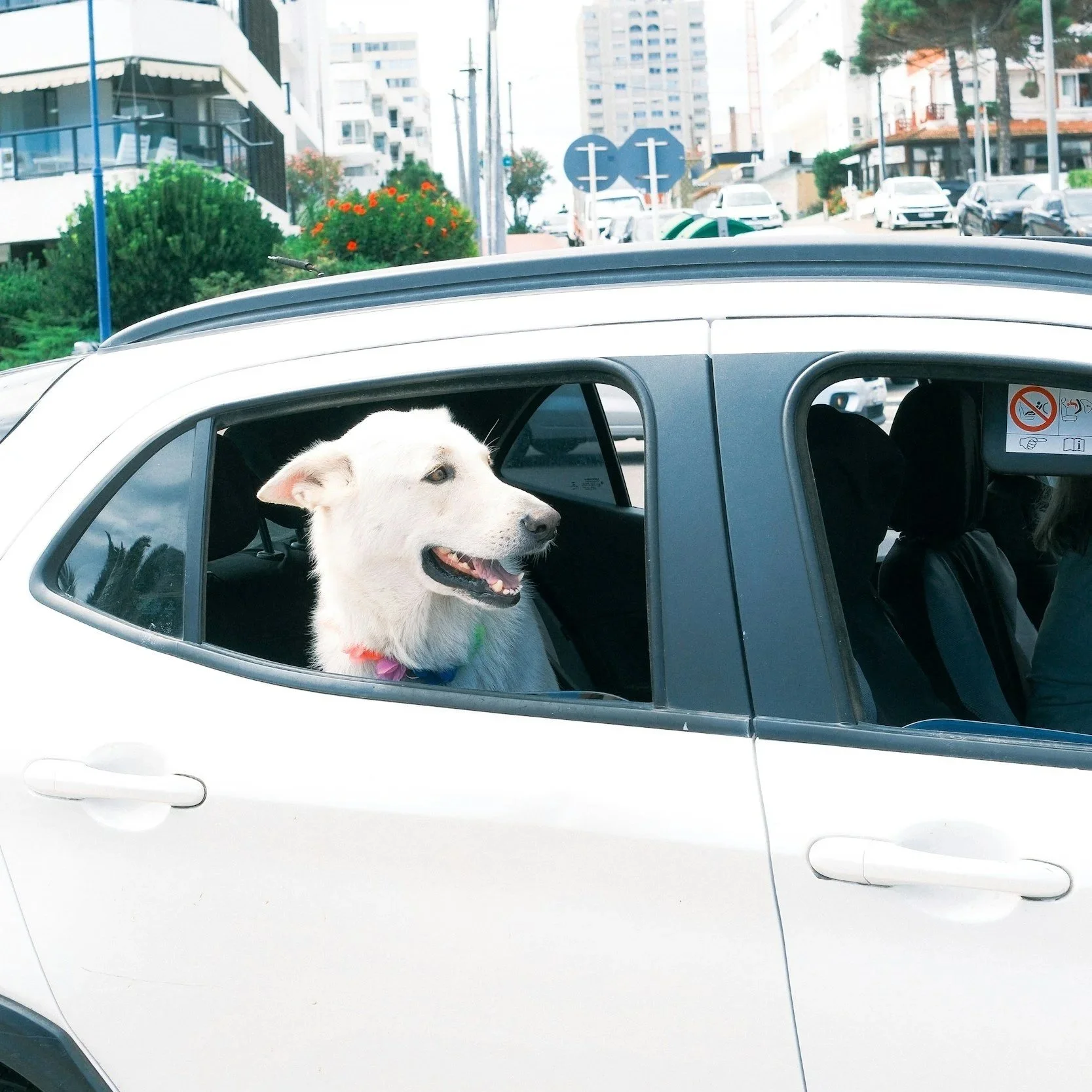 Dog safely riding in a vehicle during transportation with Kashie’s Korner Pet Taxi.