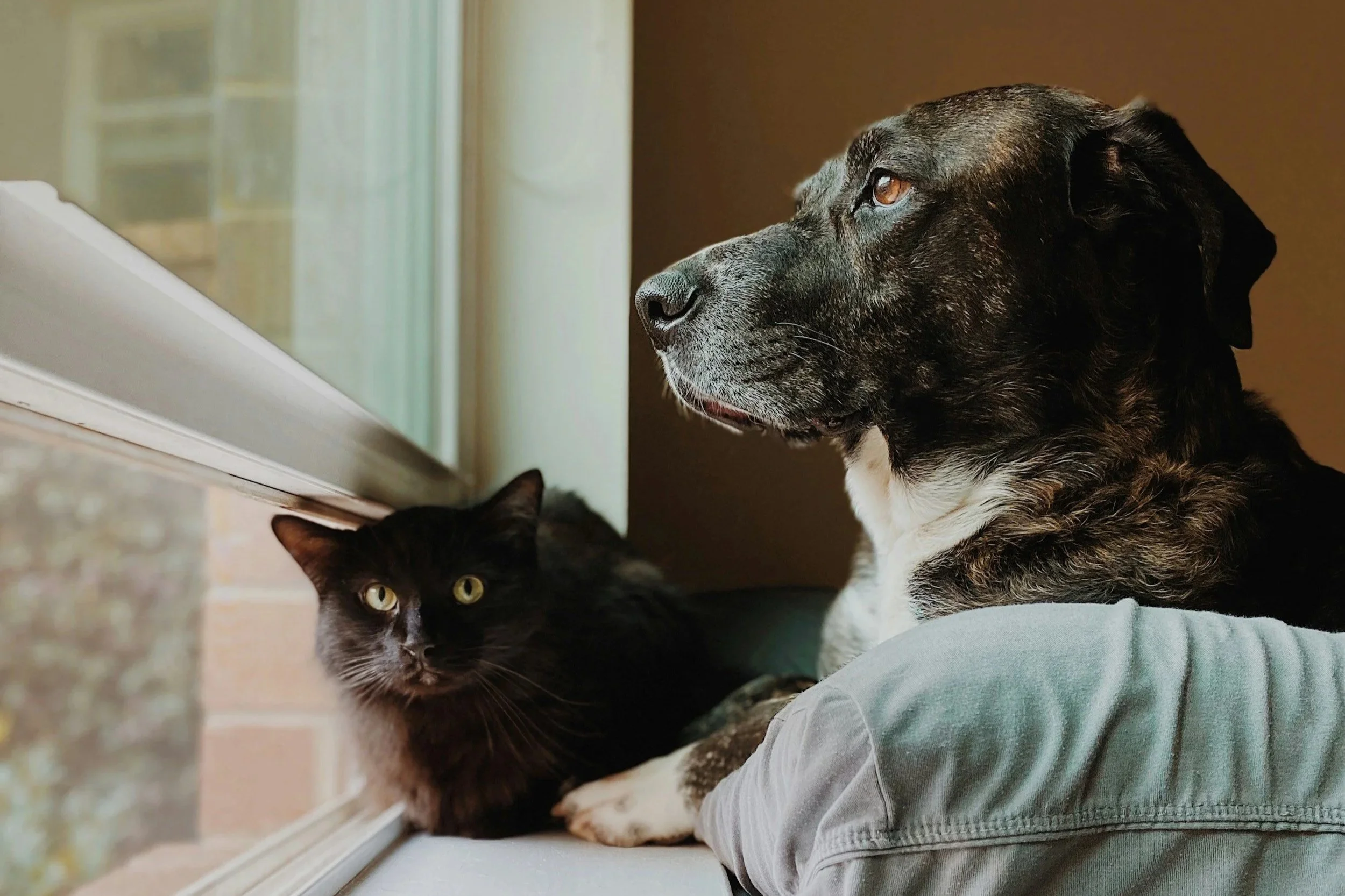 Cat and dog looking out a window together during an in-home pet care visit.