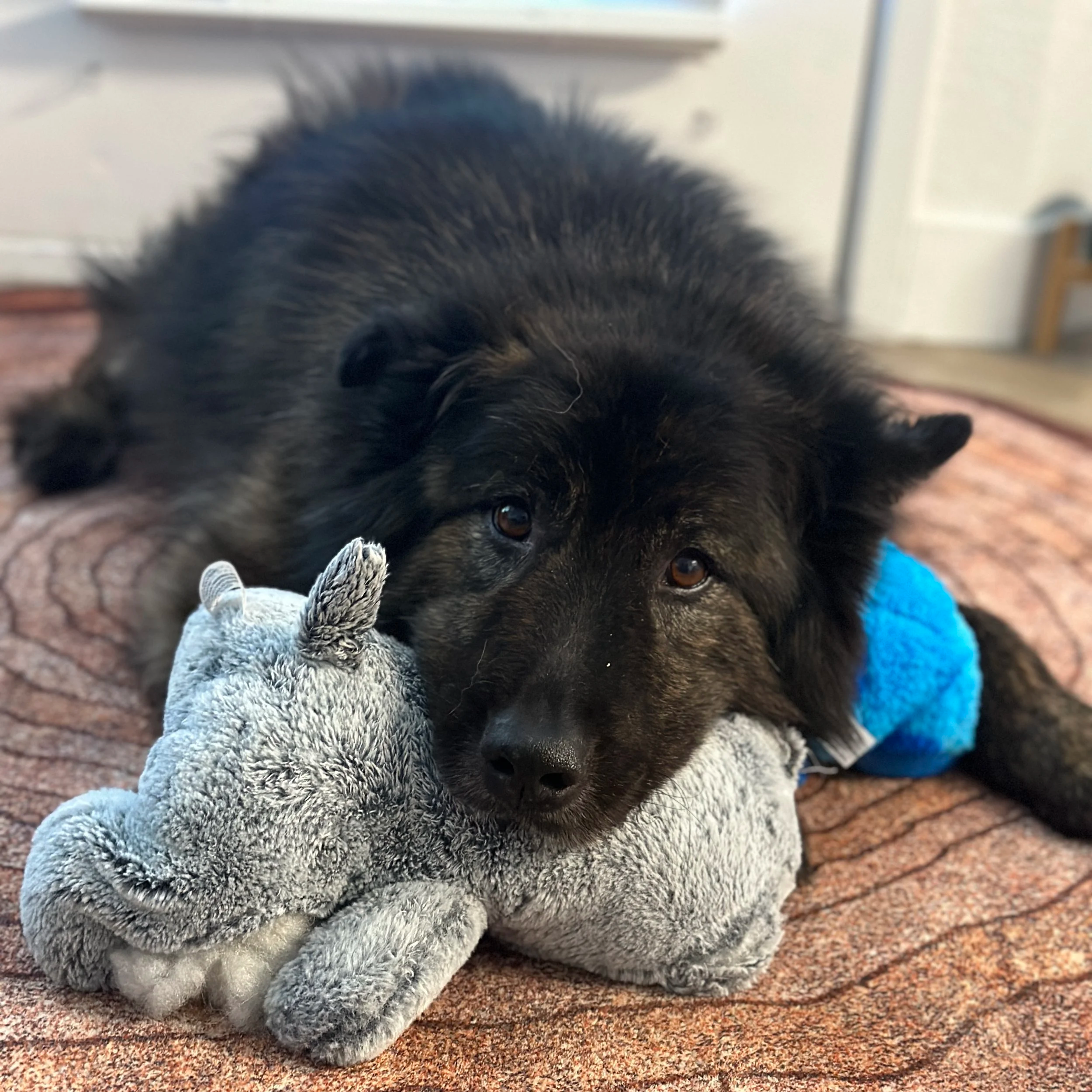 Koda relaxing at home with a favorite pet toy.