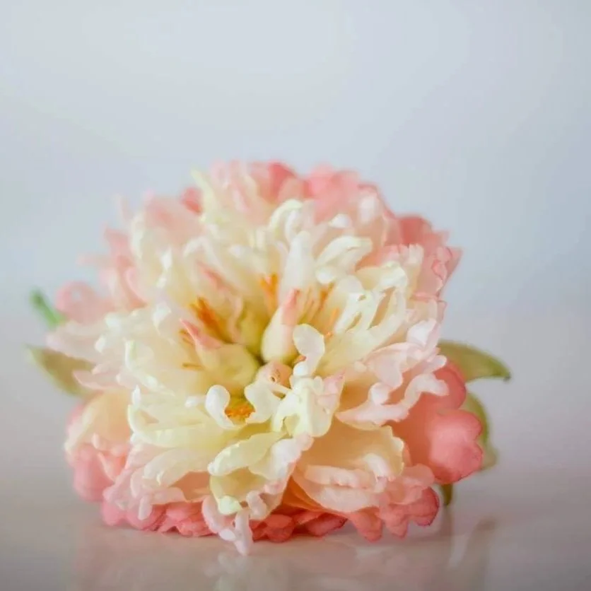 Close-up of a pink and white peony flower against a plain light background.