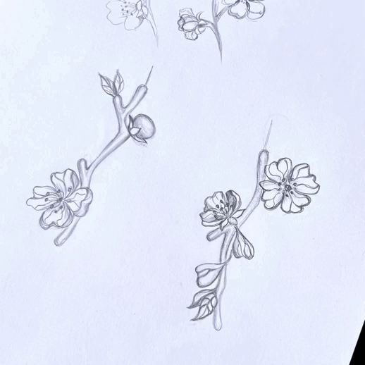 Sketch of cherry blossoms on branches with leaves.