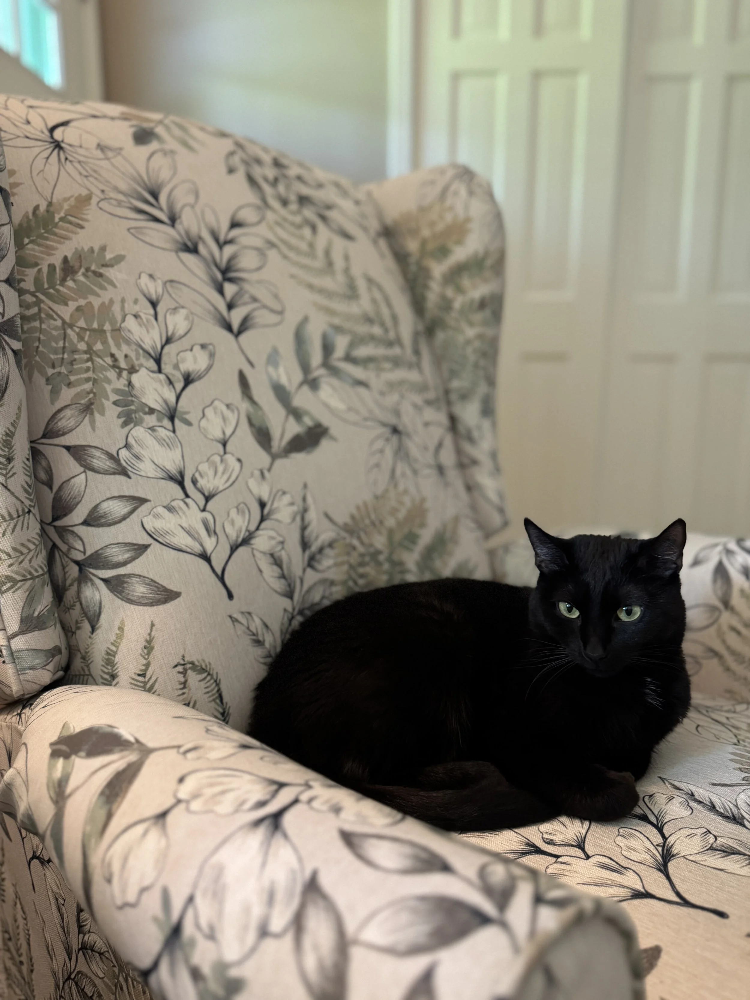 A black cat with green eyes resting on a patterned couch with floral designs, near a white door in a light-colored room.