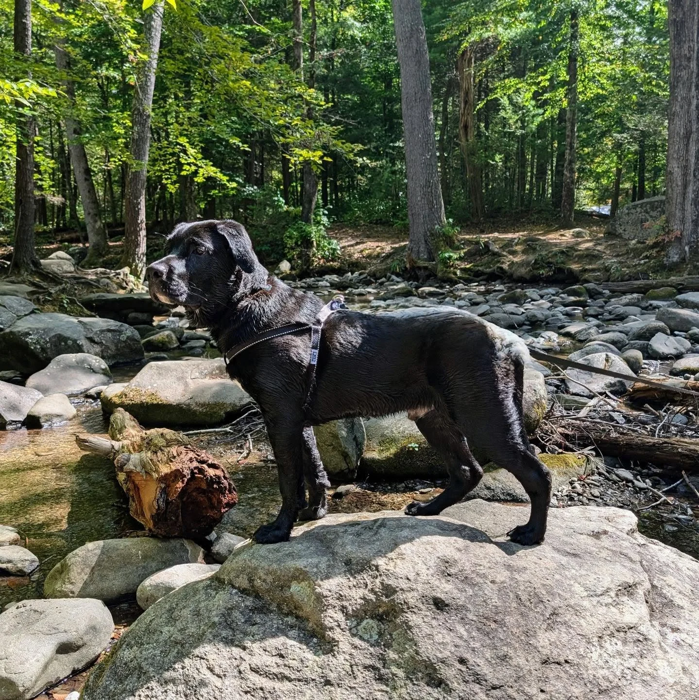 Calling all dog lovers! 🐾 What are your favorite #dogfriendly spots in #Tennessee? We&rsquo;re always looking for new adventures with our pups! 🐕 Share your go-to places for outdoor fun, dining, or hiking with your furry friends! 🌲☀️

#DogAdventur
