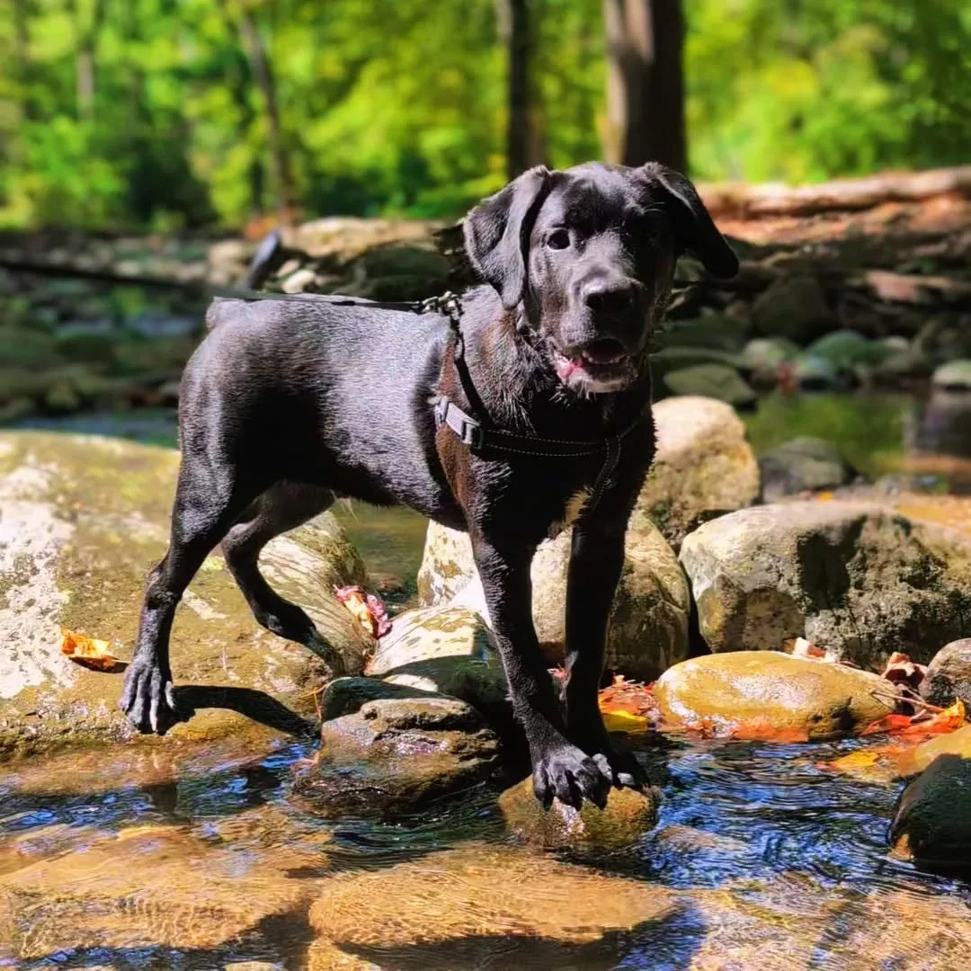 Spent the day at Cades Cove and brought Hank along for the ride! He had a blast! #dogfriendly #cadescove #smokymountains