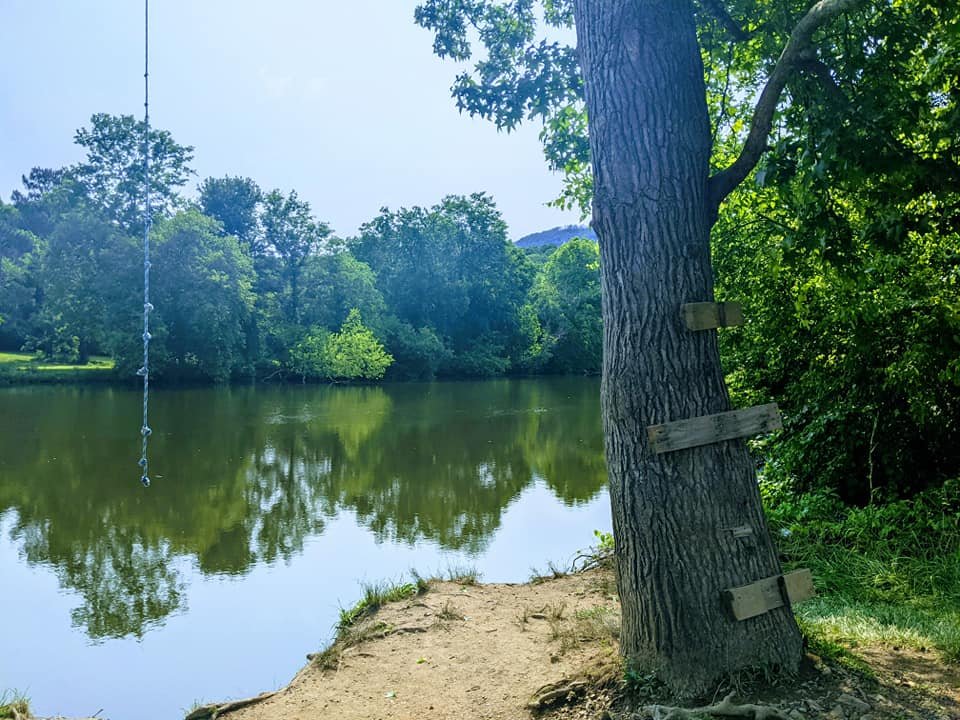 A peaceful lakeside scene with a large tree on the right and a sandy shore in the foreground. The tree has wooden planks nailed to it and a rope swing hanging from a high branch. The calm water reflects the lush green trees and clear sky.