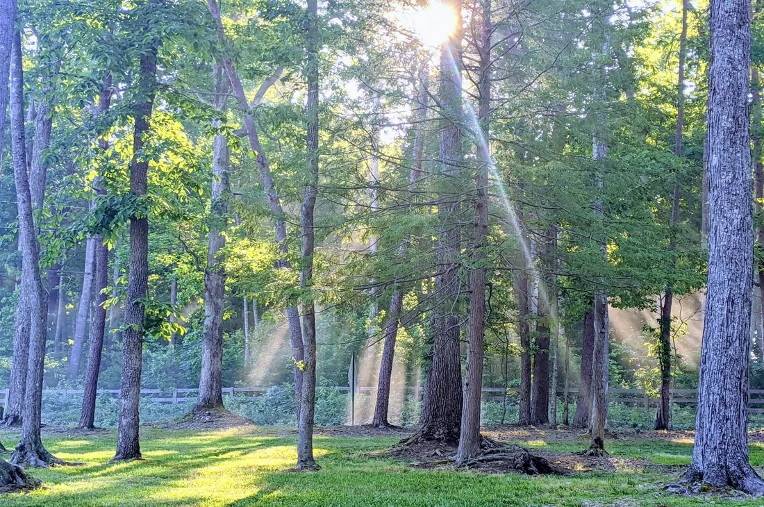 Sunlight filters through tall trees in a lush forest, illuminating a green grassy clearing.