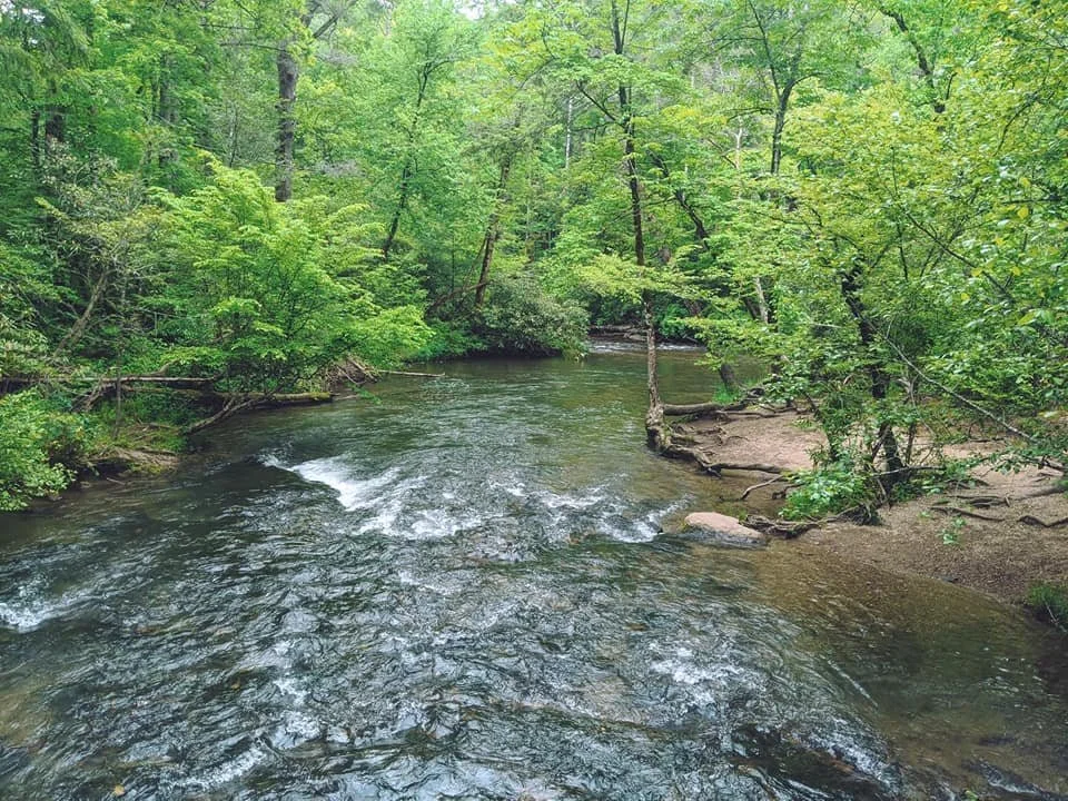 A peaceful forest scene featuring a gently flowing stream surrounded by vibrant green trees and foliage.