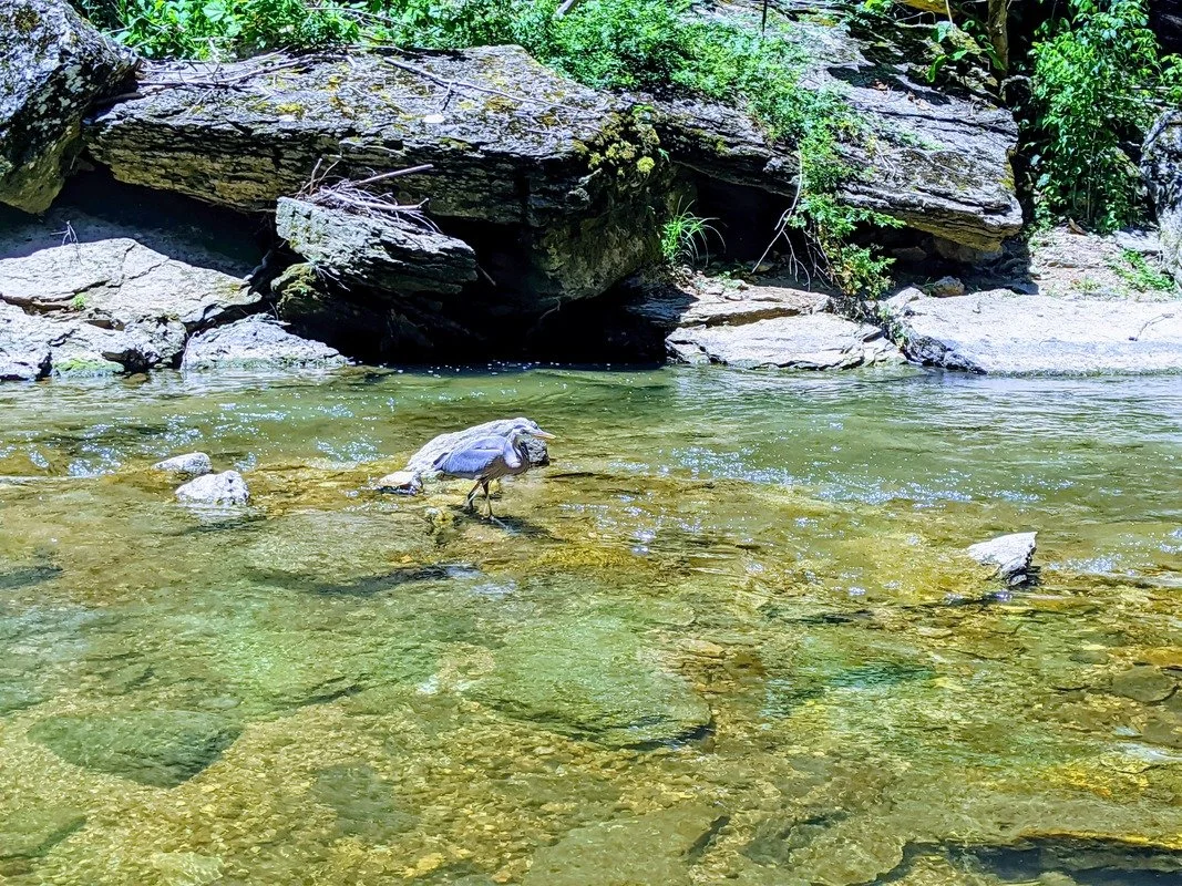 A peaceful creek with clear water flowing over rocks, a bird standing on a rock, and large rocks and green foliage along the banks.
