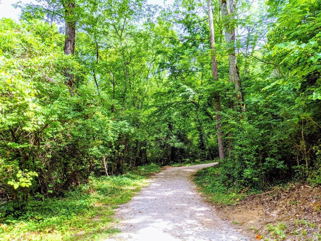 A dirt trail winding through a dense green forest with tall trees and bushes on either side.