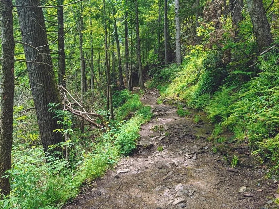 A rugged dirt trail winding through a lush green forest with tall trees and dense foliage.