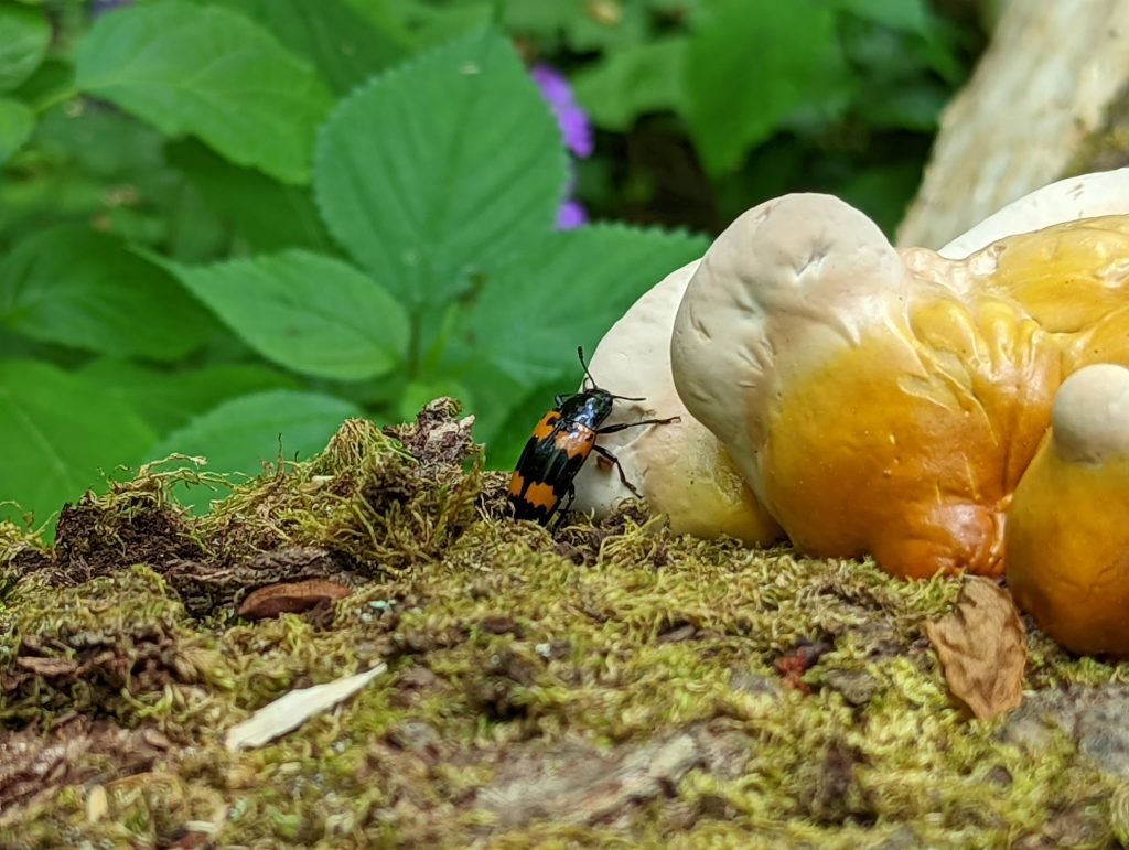 Close-up of a small black and orange insect on the ground near a white and orange fungus, with green leaves and purple flowers in the background.
