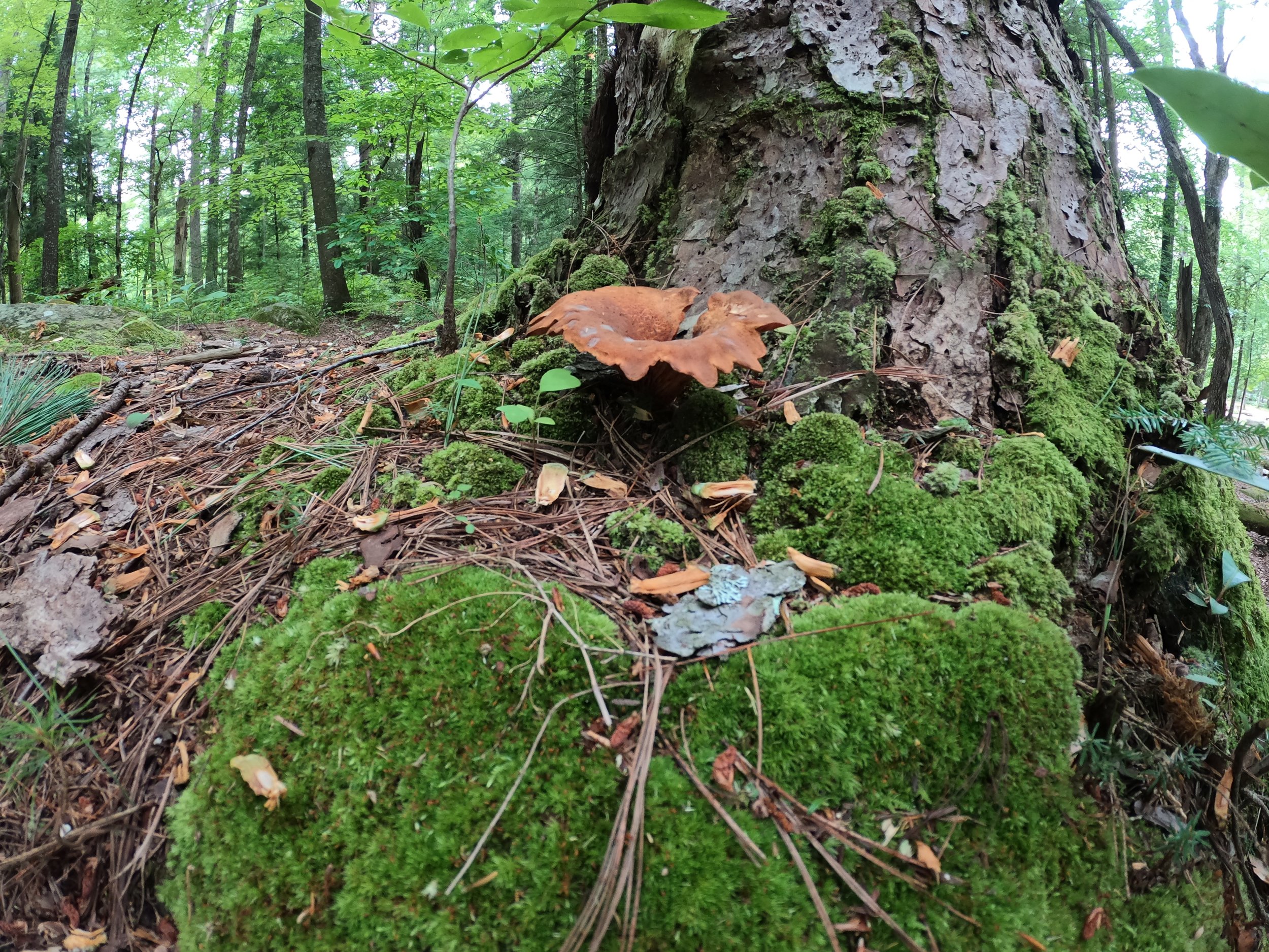 Close-up view of the forest floor showing moss, fallen leaves, twigs, and part of a large tree trunk covered in moss with a background of green trees and foliage.