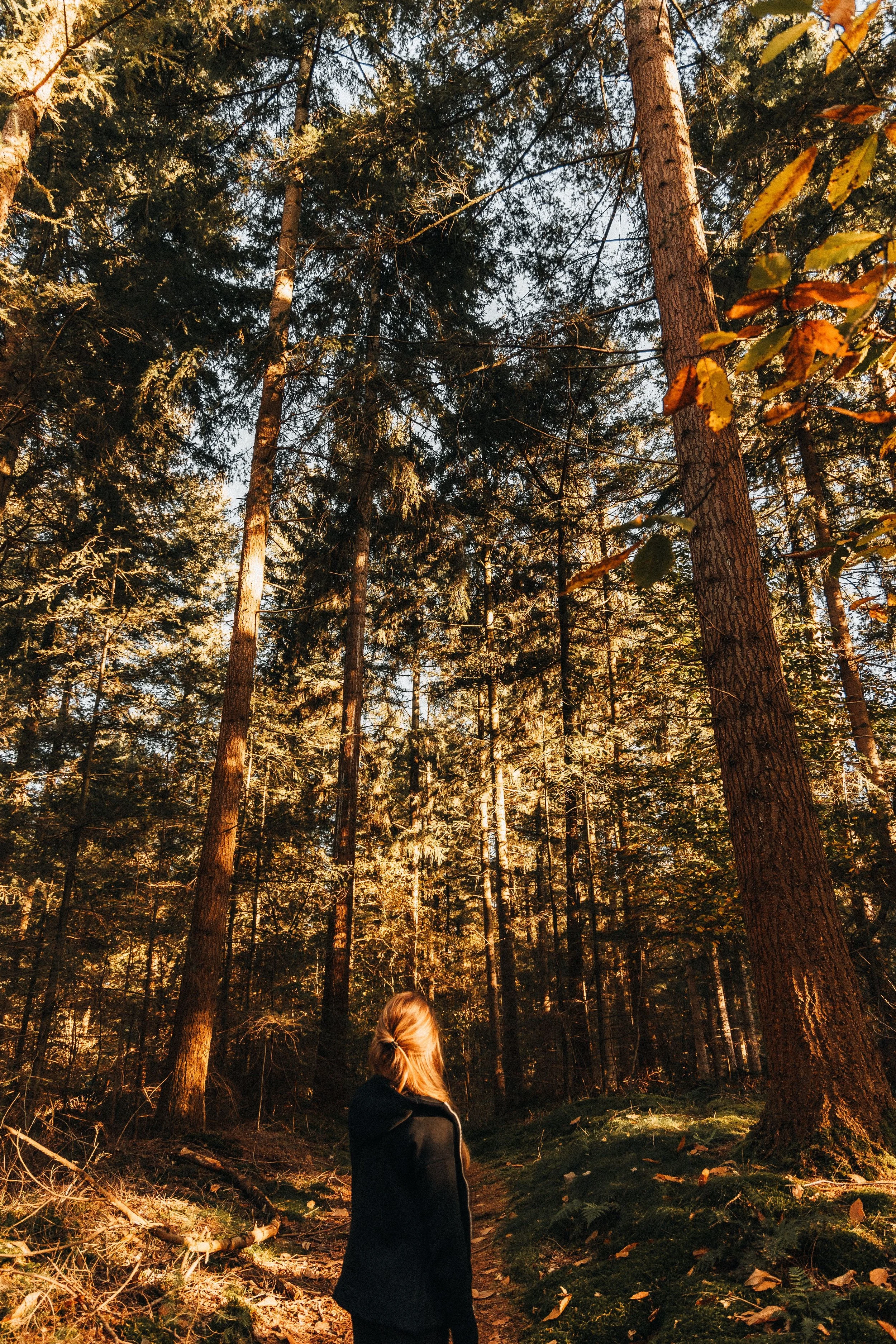 Femme de dos face à un chemin dans une forêt