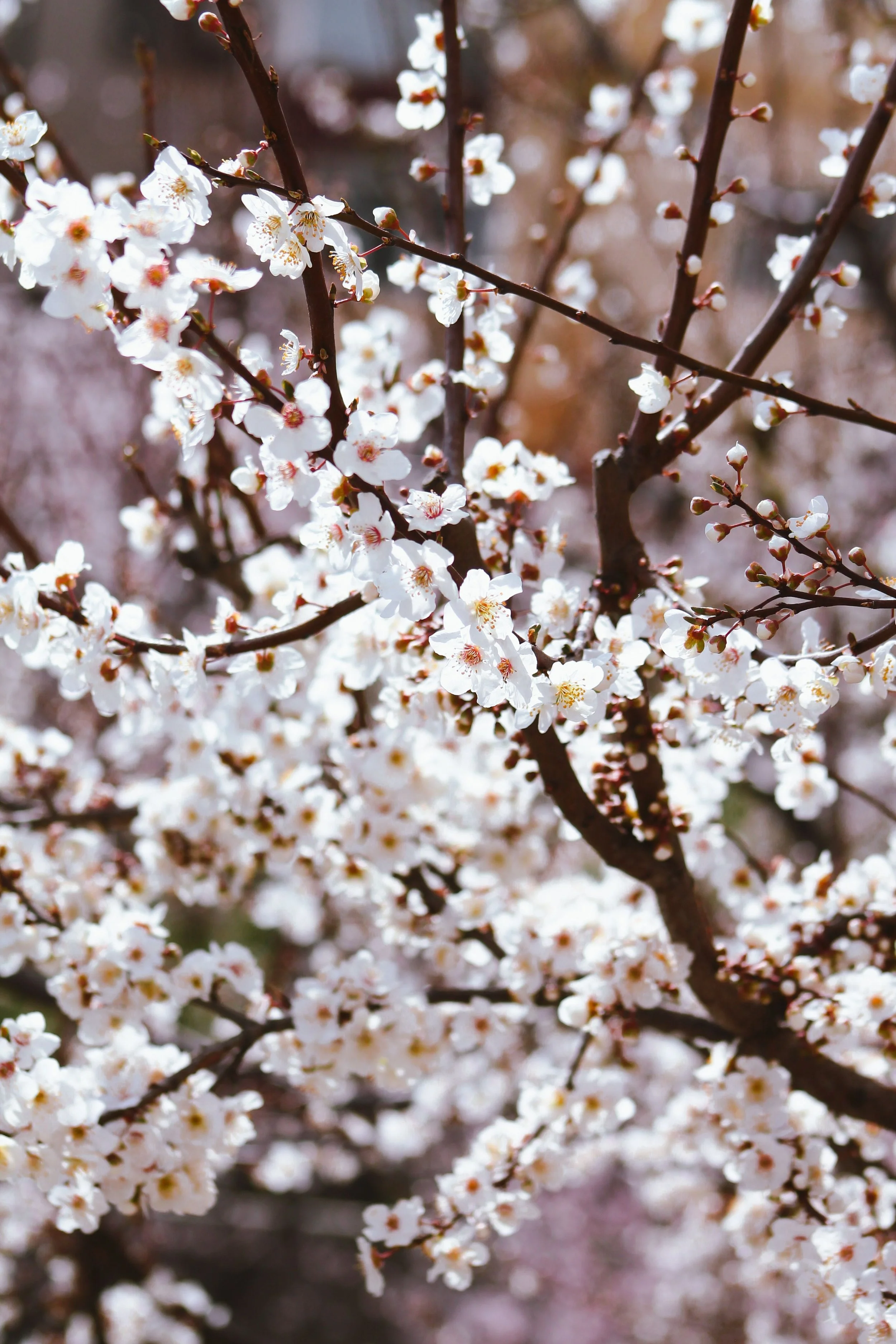 Branches de cerisier couvertes de fleurs blanches