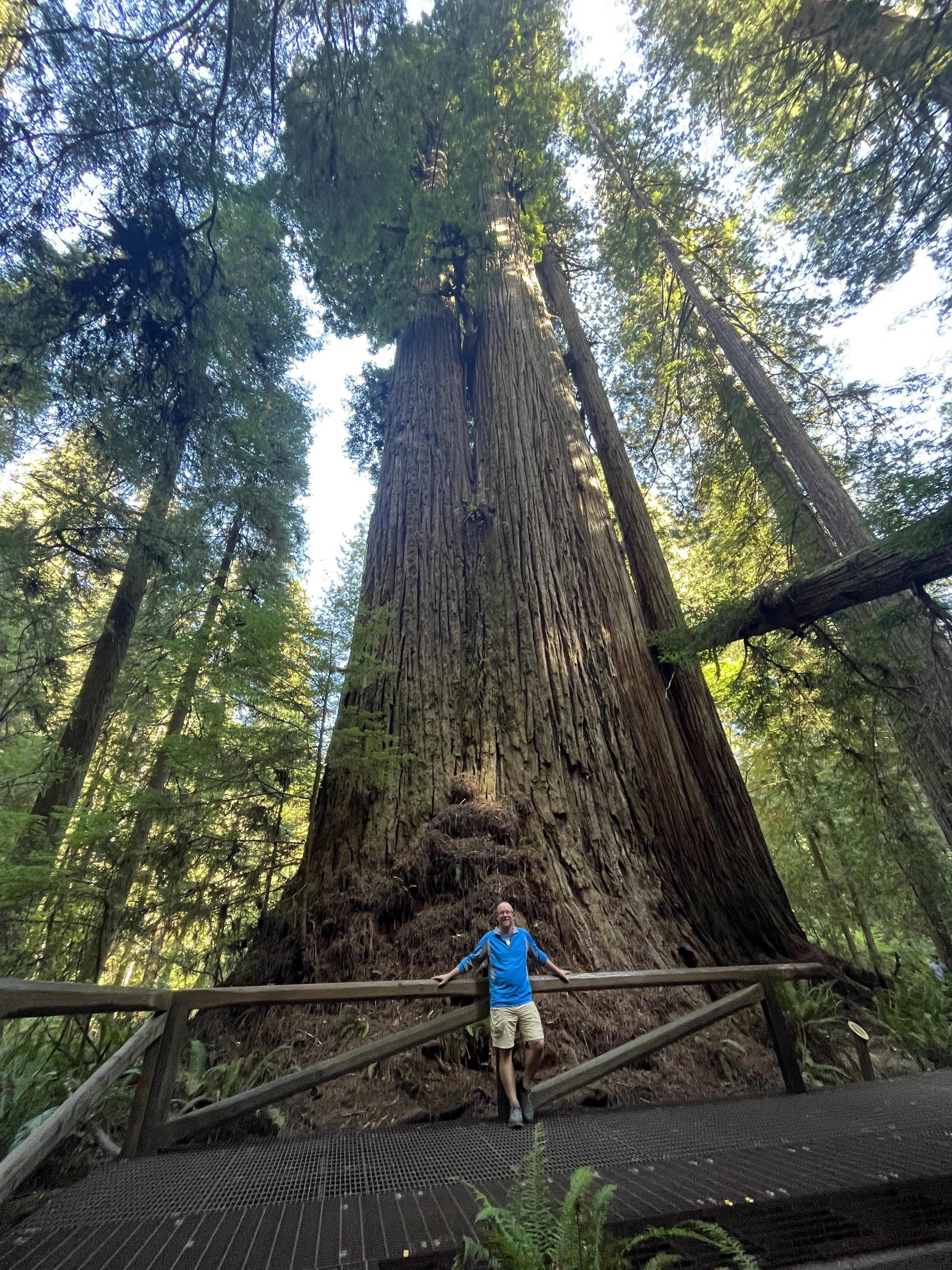 Redwoods forest trail, Grove of the Titans Jedediah Smith Redwoods State Park, Crescent City, California