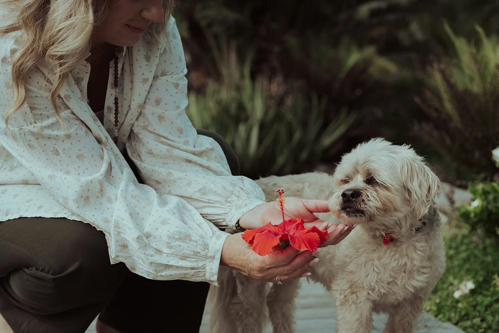 A woman holding a red hibiscus flower in front of a white fluffy dog outdoors.