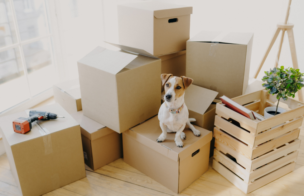 Small dog sitting on a cardboard box amid moving boxes and storage crates, with a power drill and potted plant nearby in a bright room.