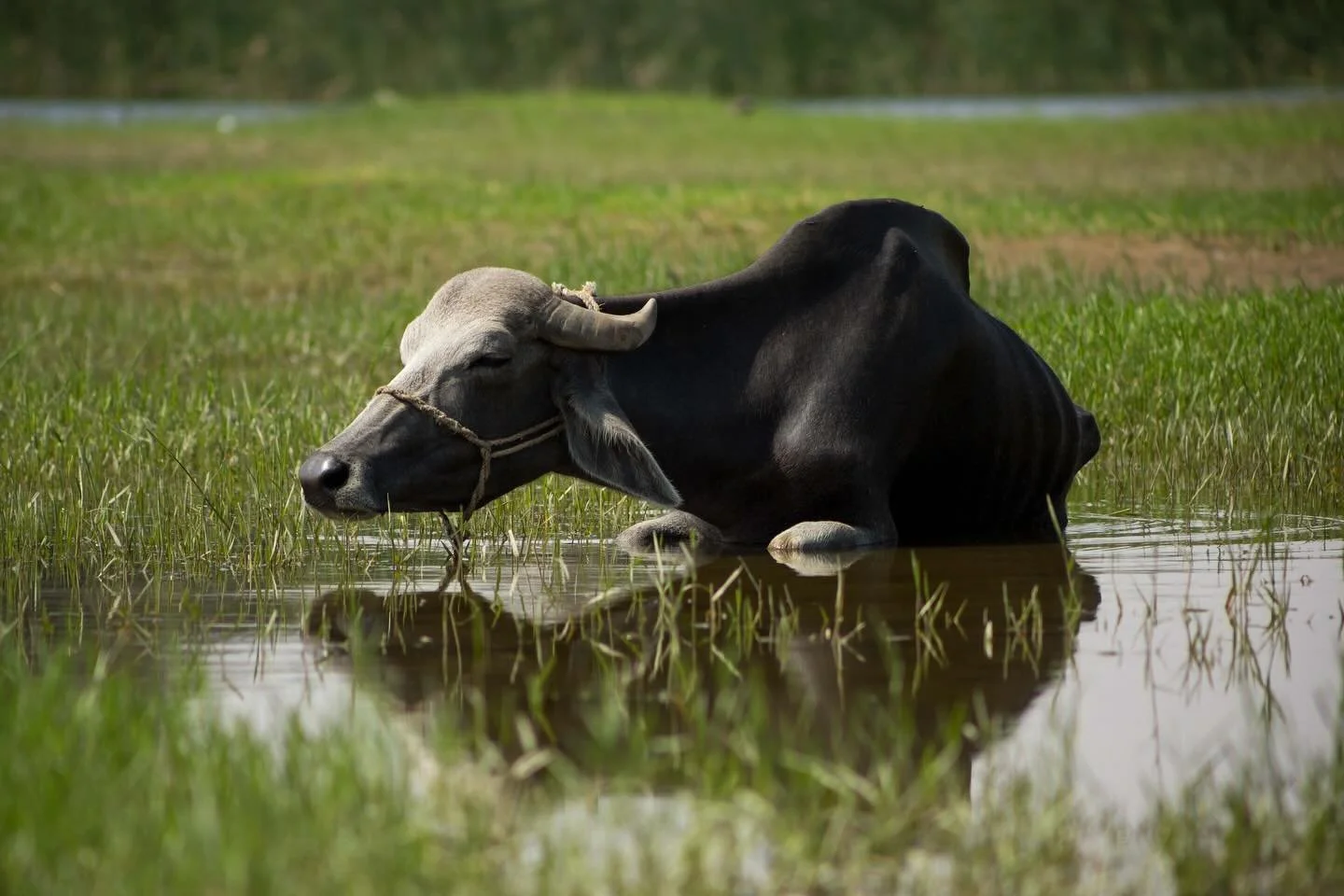 Get a nap where you can, when you can.! 
.
.
.
.
.
.
.
.
#travelphotography #travel #Egypt #nile #wildlife #travelerexperience #outdoors #explore #wander #nature #simplethings #green #waterbuffalo #wildlifephotography #rivers #earth #see #mm #canon