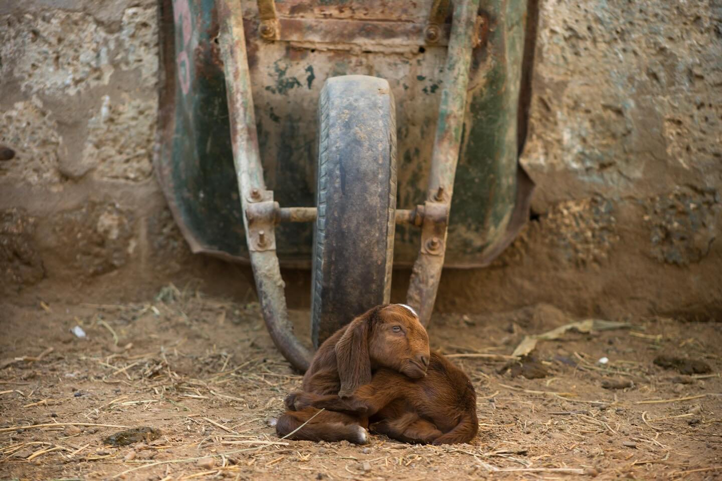 This dogs got weird ears. ? #streetdogs 
.
.
.
.
.
.
#travel #travelphotography #farm #goats #travelingram #lifestylephotography #outdoors #streetphotography #streetphotos #egypt #animals #cuteanimals #adorable