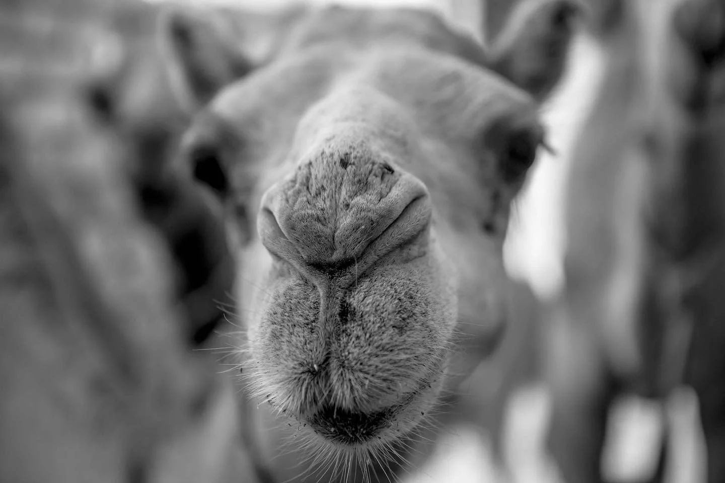 Your doing great, have a kiss! #itsfuckingfriday
..
.
.
.
.
.
#travelphotography #traveler #traveling #animals #beauty #kisses #fridaylove #life #earth #earthpix #camel #egypt #egyptian #animallovers