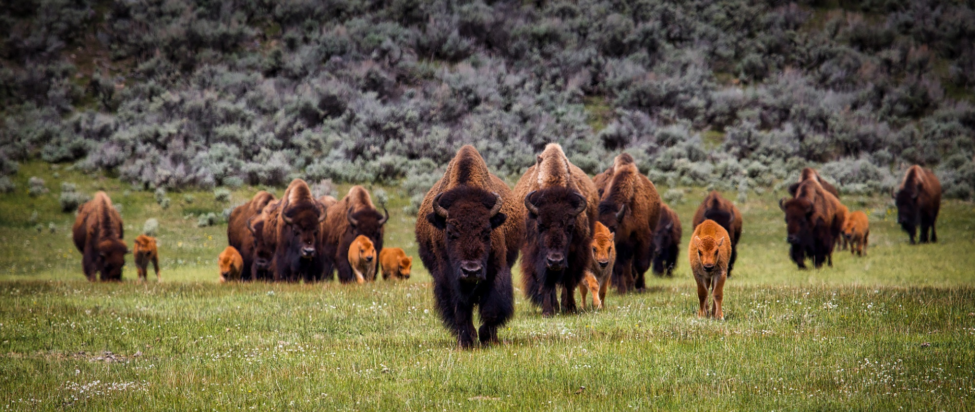 Group of bison and calves walking in a grassy field with low shrubs and hills in the background.