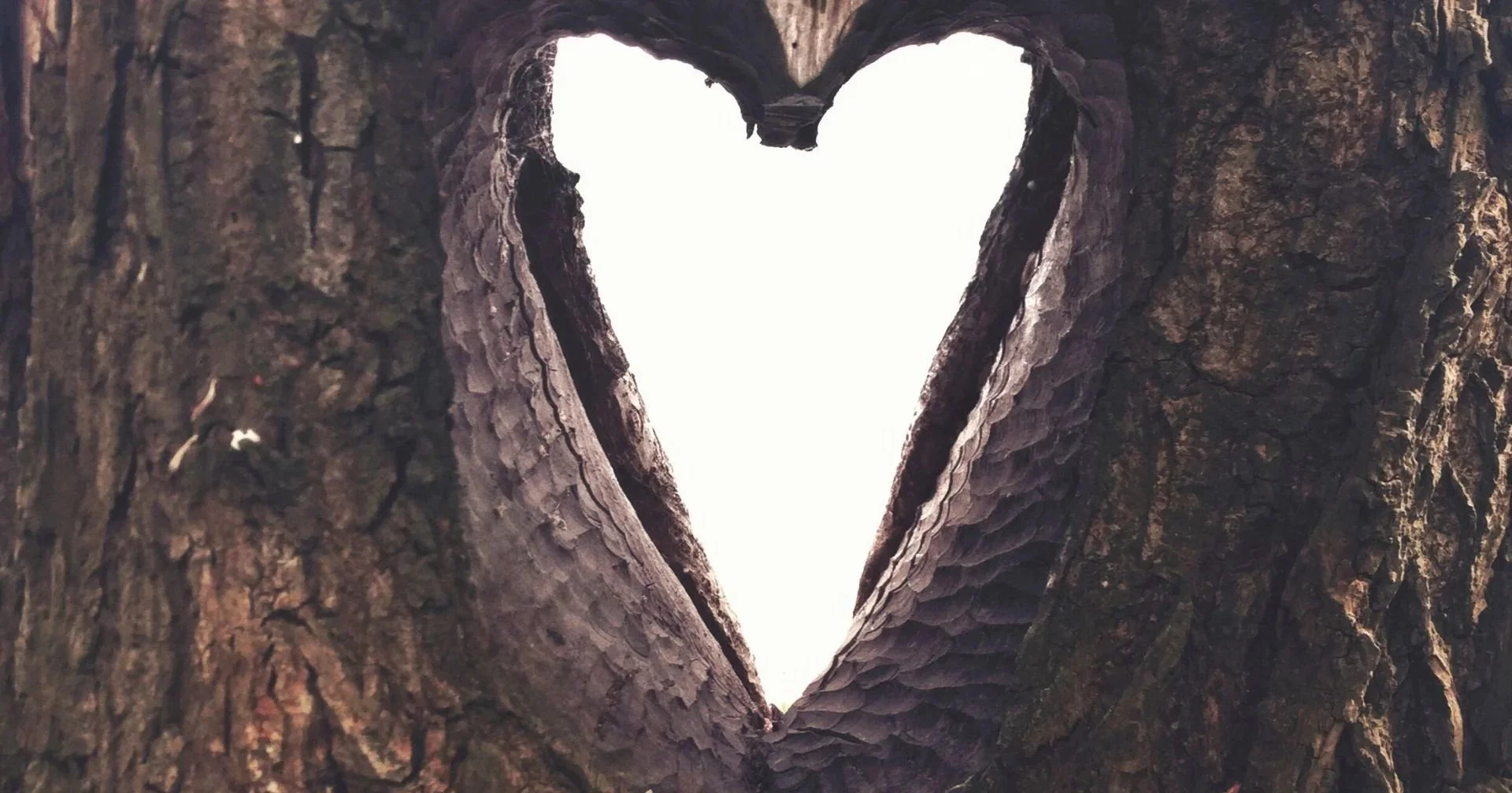 Tree trunk with a heart-shaped hole cut out, revealing a bright sky behind.