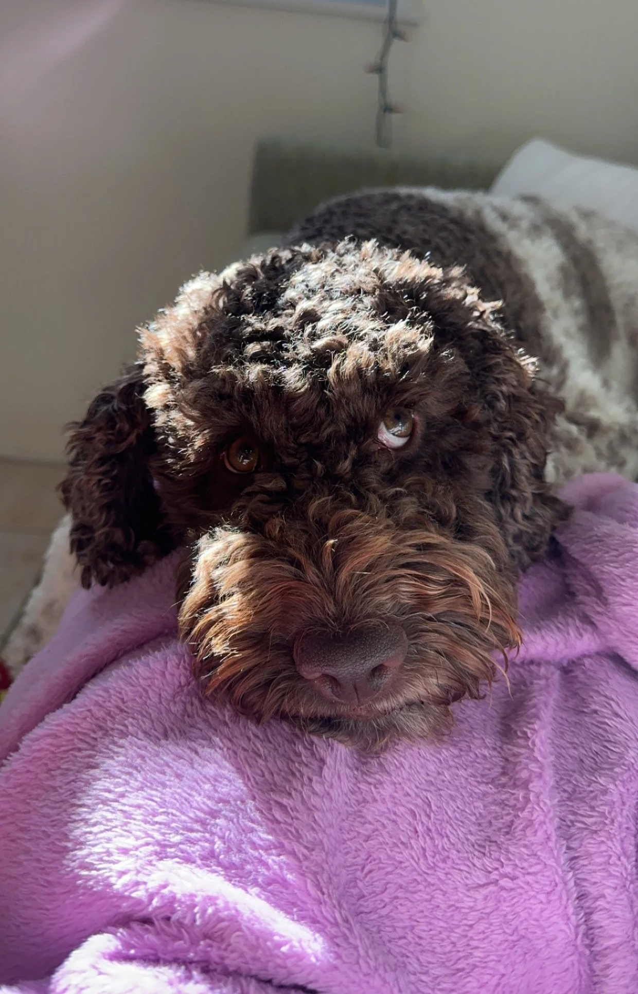 A curly-haired brown dog lying on a pink blanket, looking at the camera with relaxed eyes.
