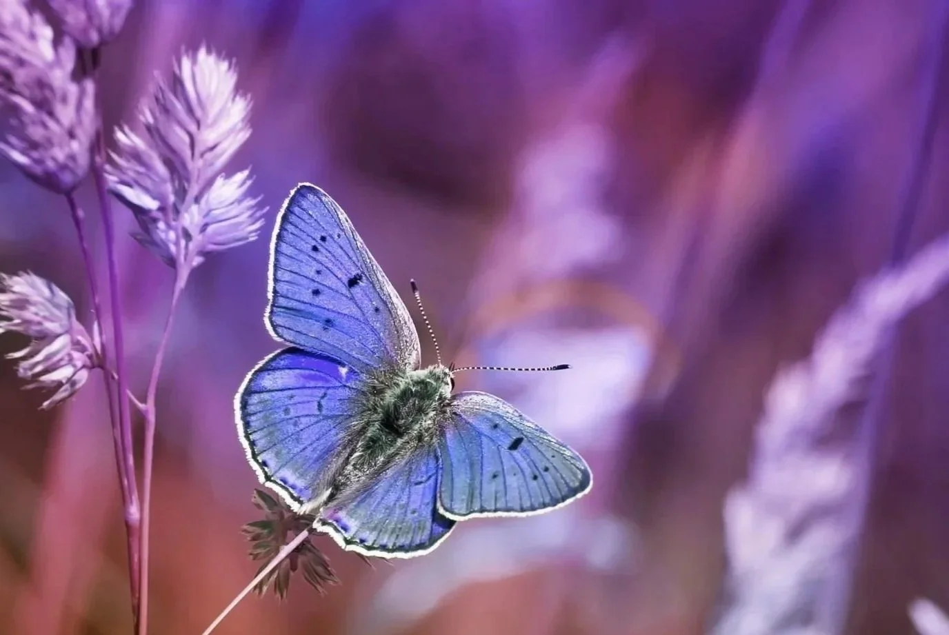 A close-up of a blue butterfly perched on purple and pink flowers against a blurred purple background.